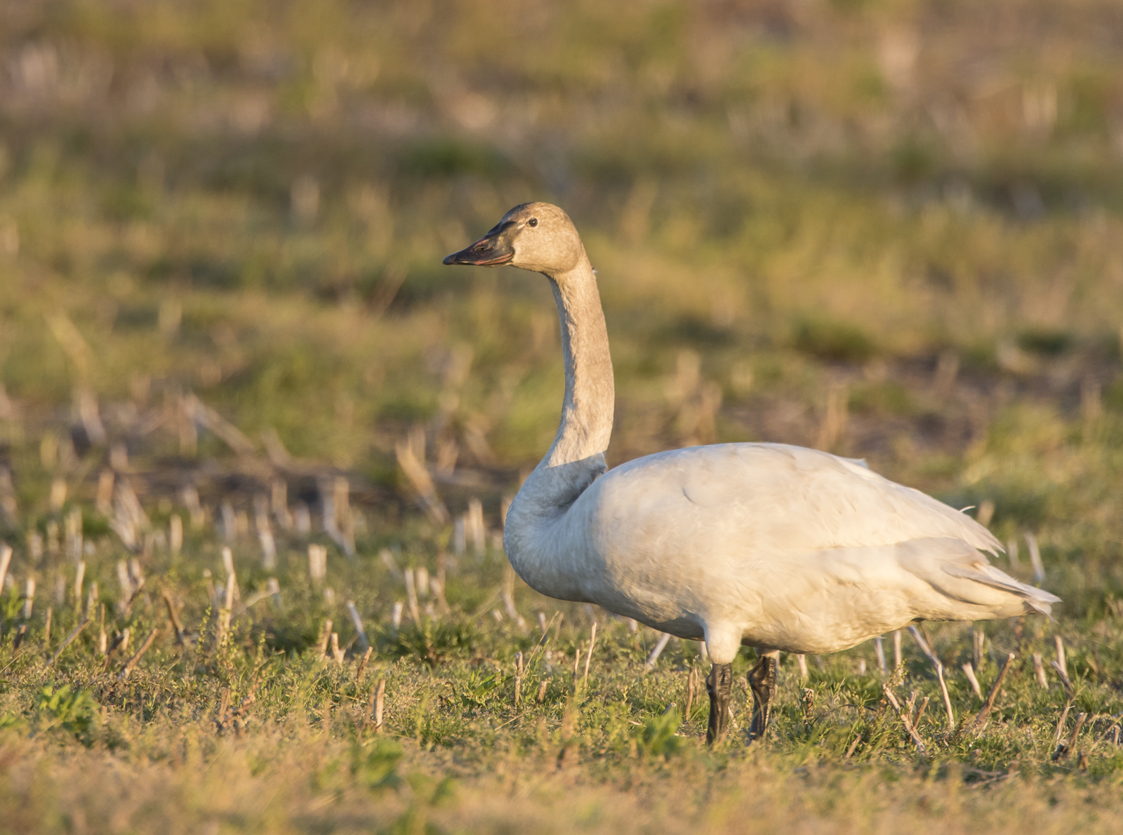 late tundra swan