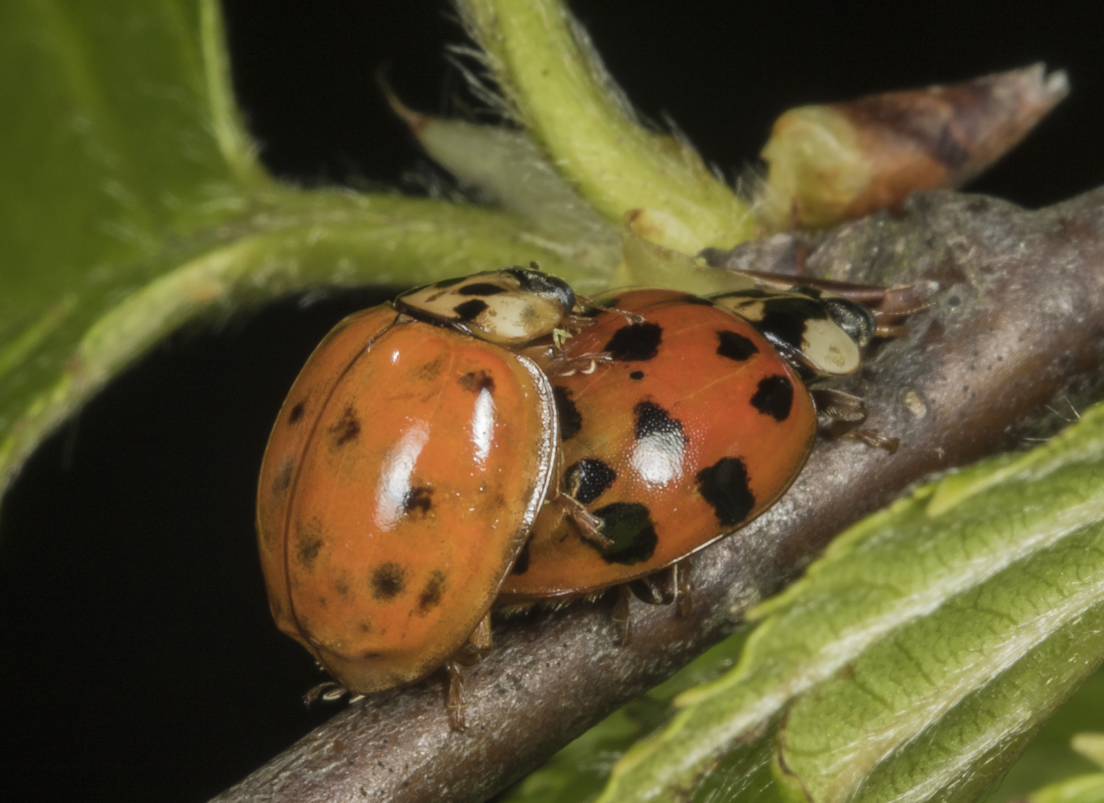 mating ladybugs