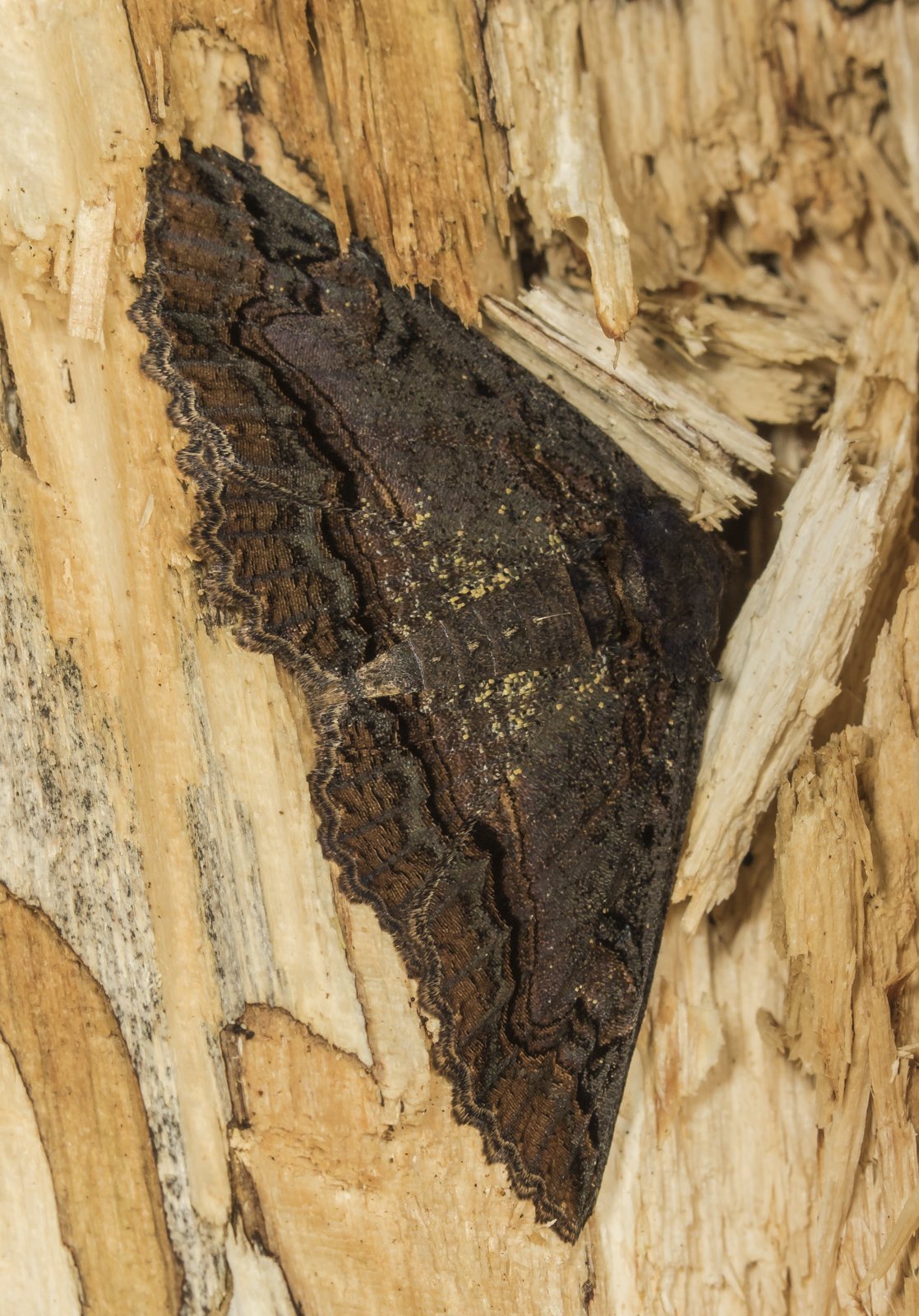 moth in pileated feeding area
