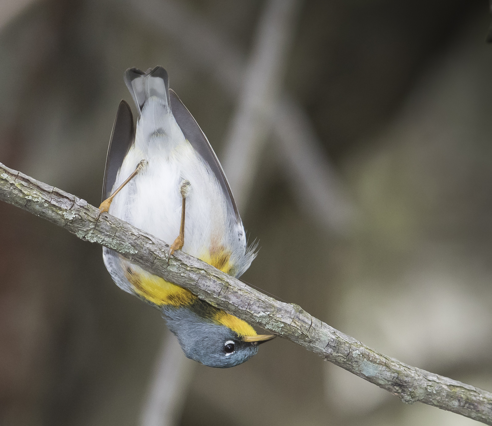 Northern parula foraging