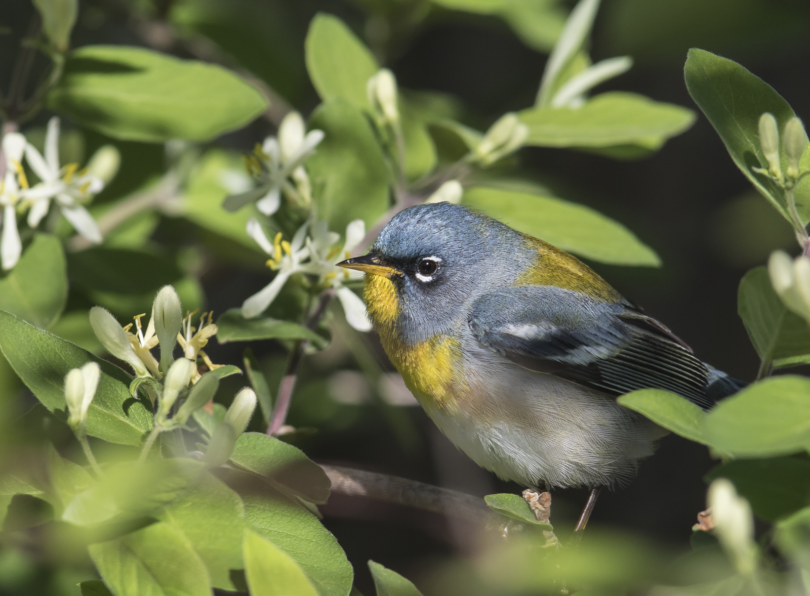 Northern parula warbler male 1