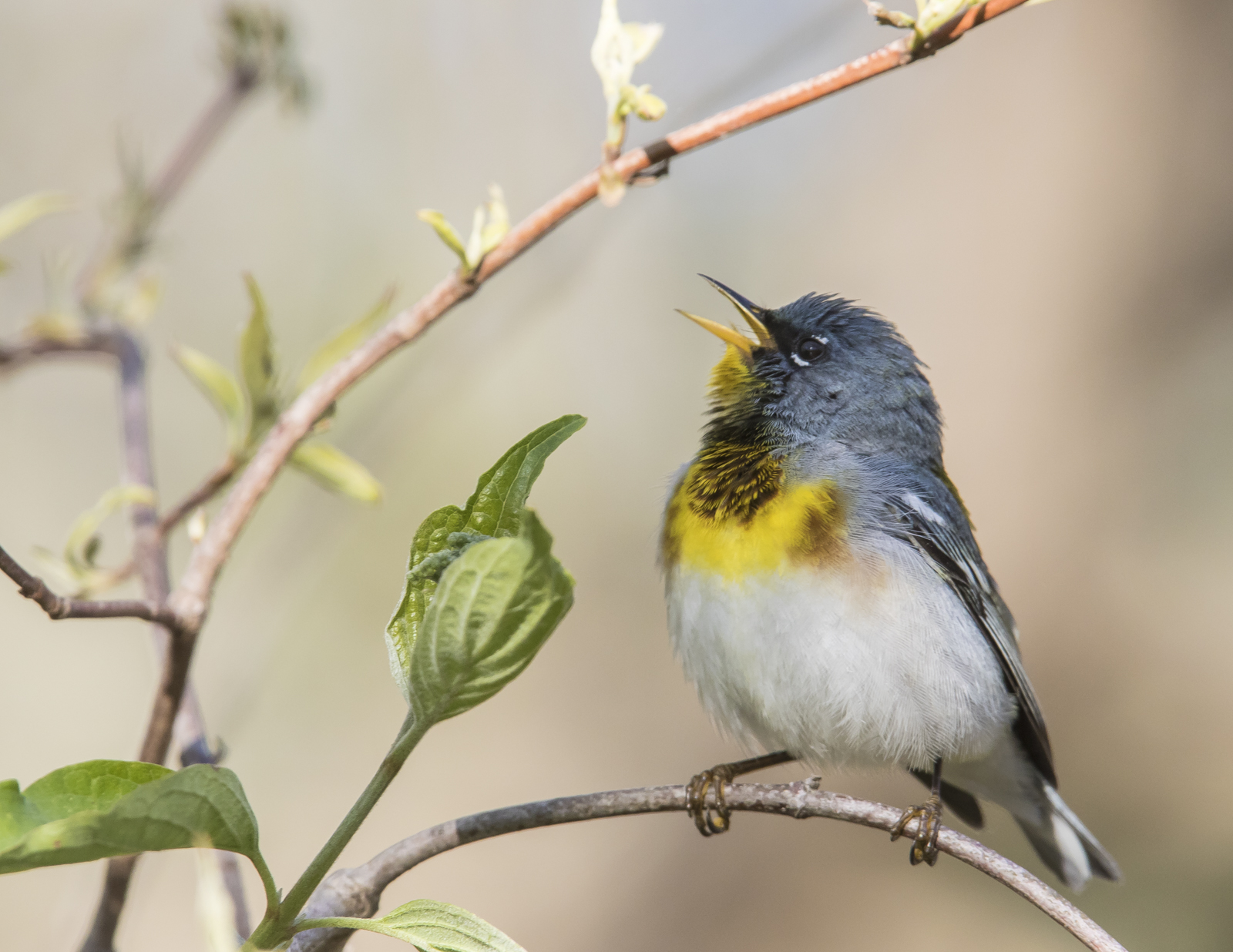 Northern parula warbler male singing
