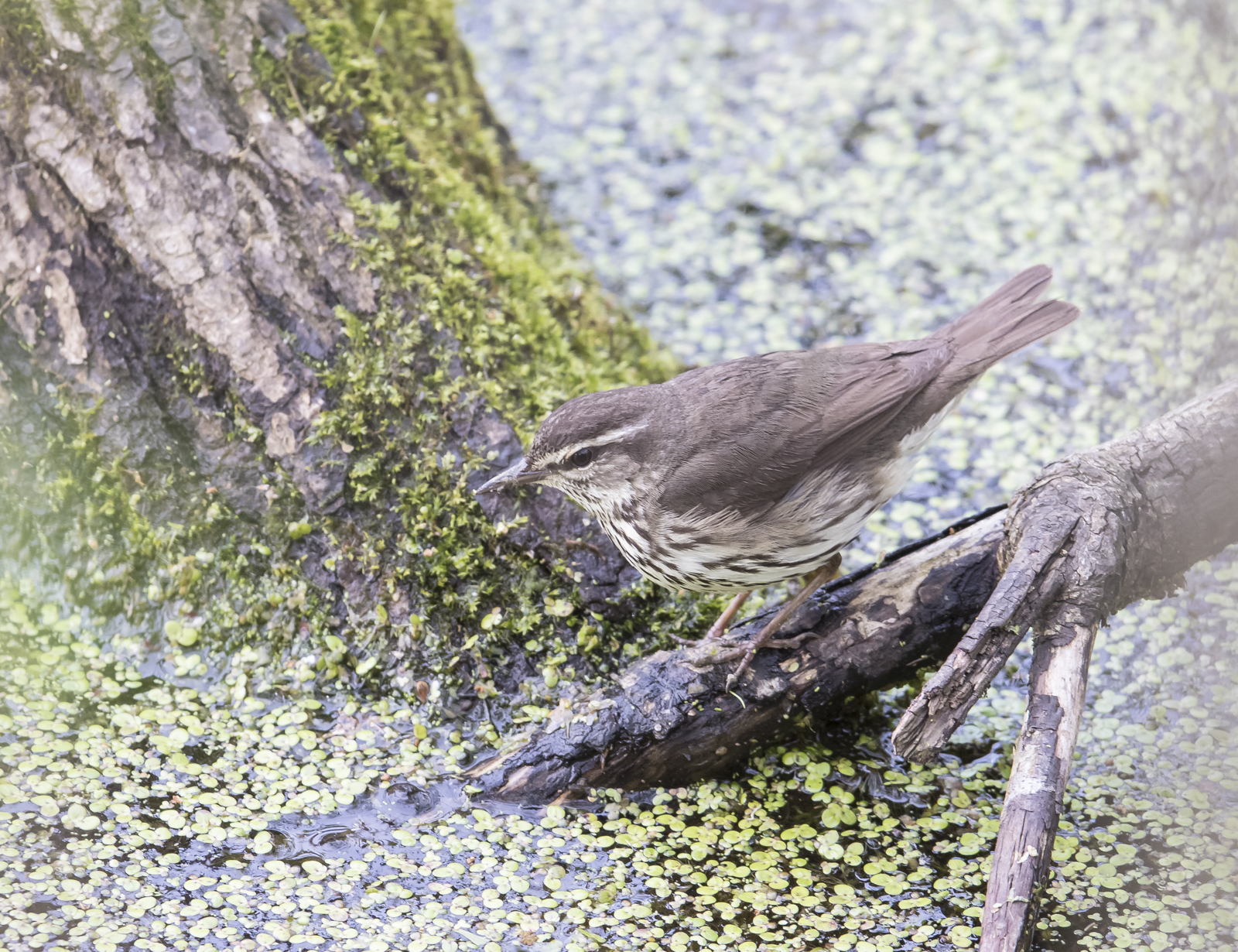 Northern waterthrush