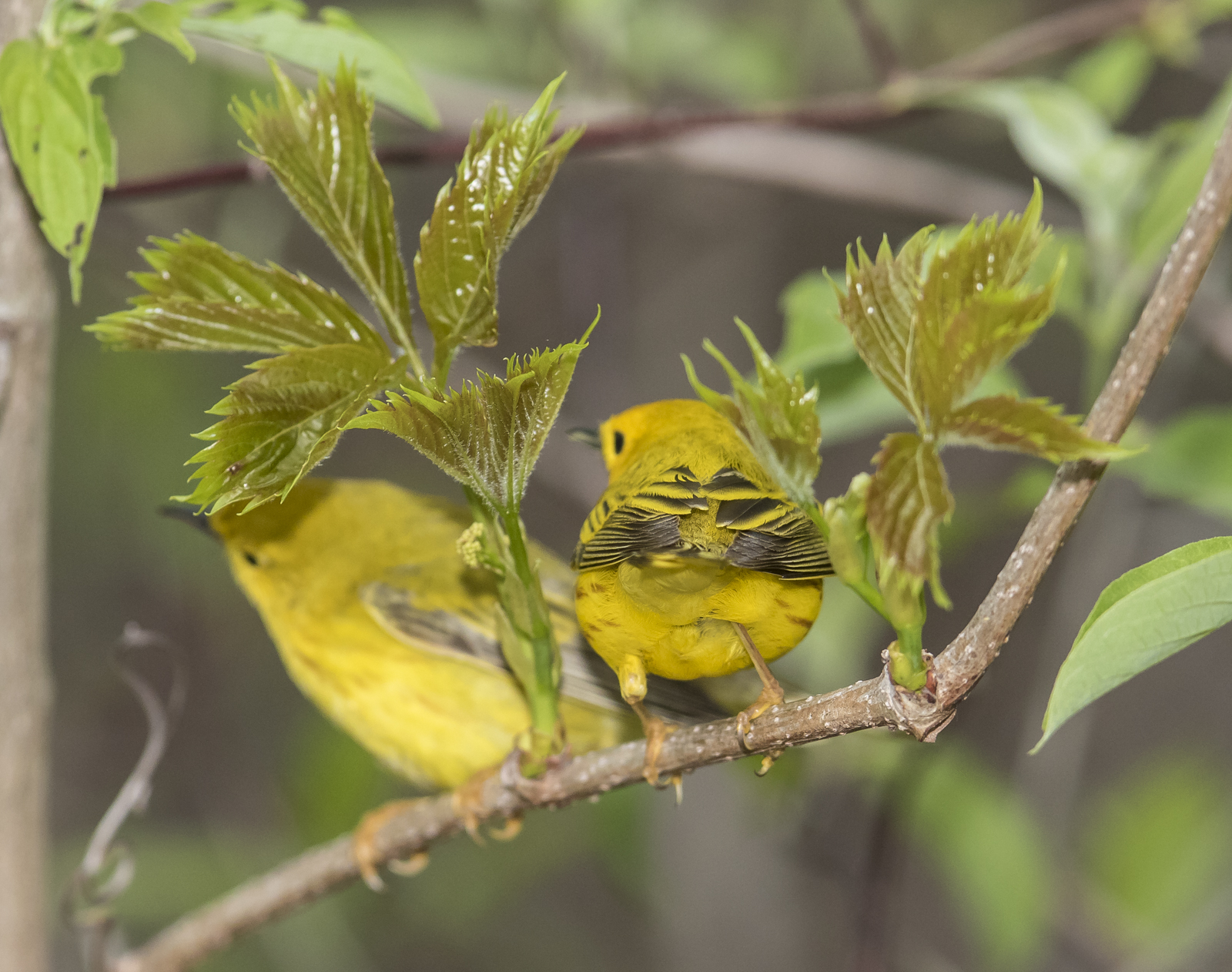 Pair of yellow warblers