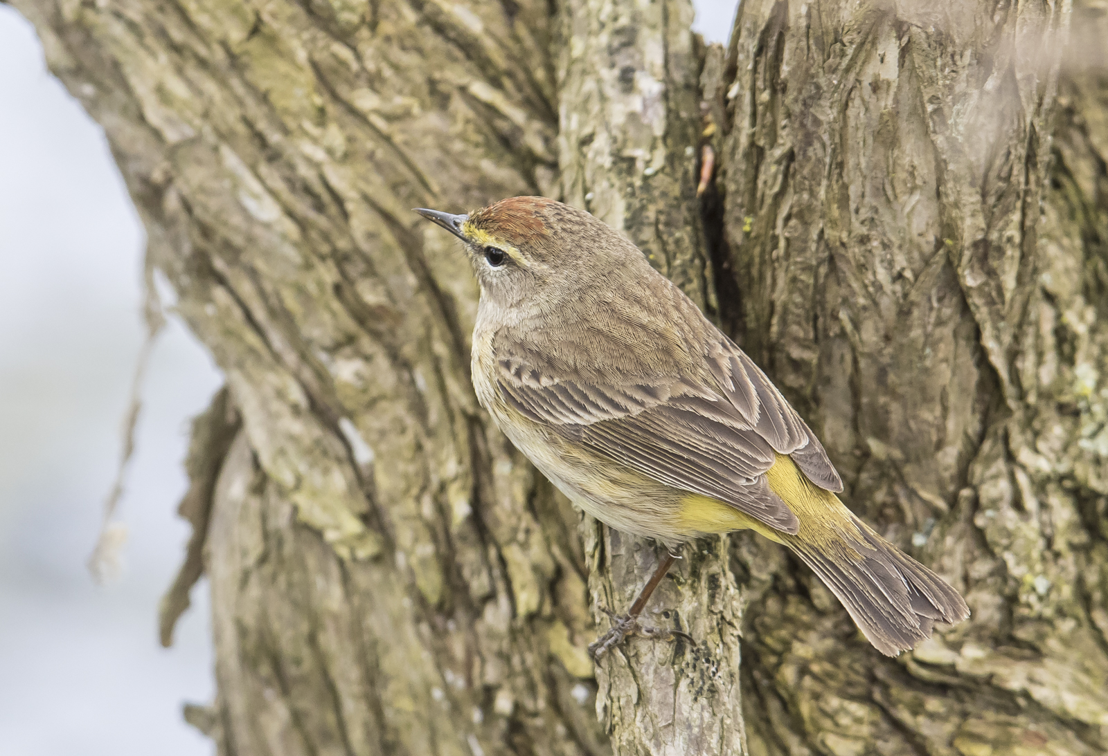 Palm warbler