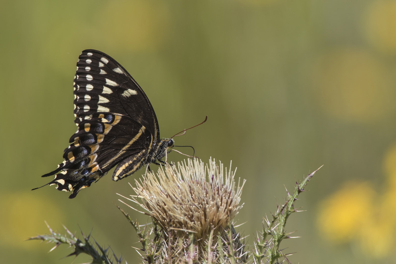 Palomedes swallowtail on thistle
