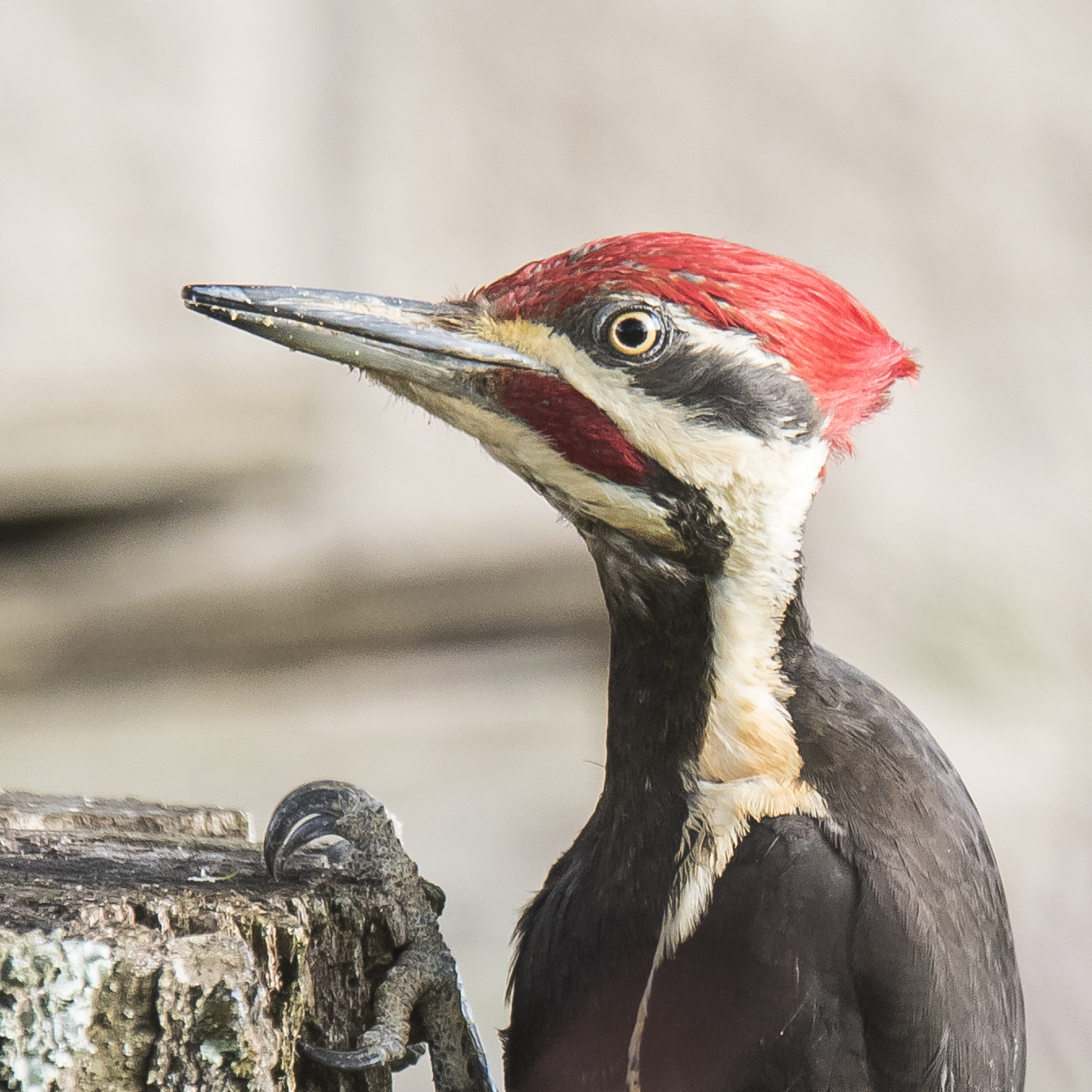 pileated woodpecker on stump head shot