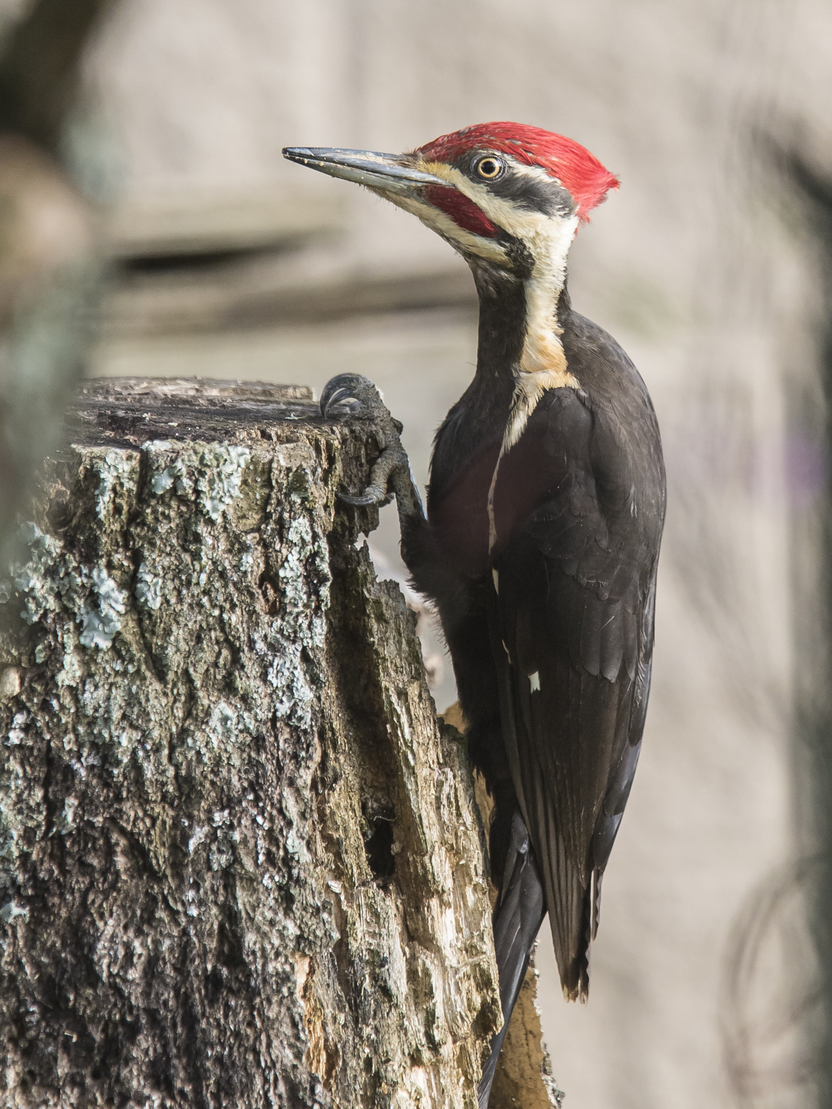 pileated woodpecker on stump