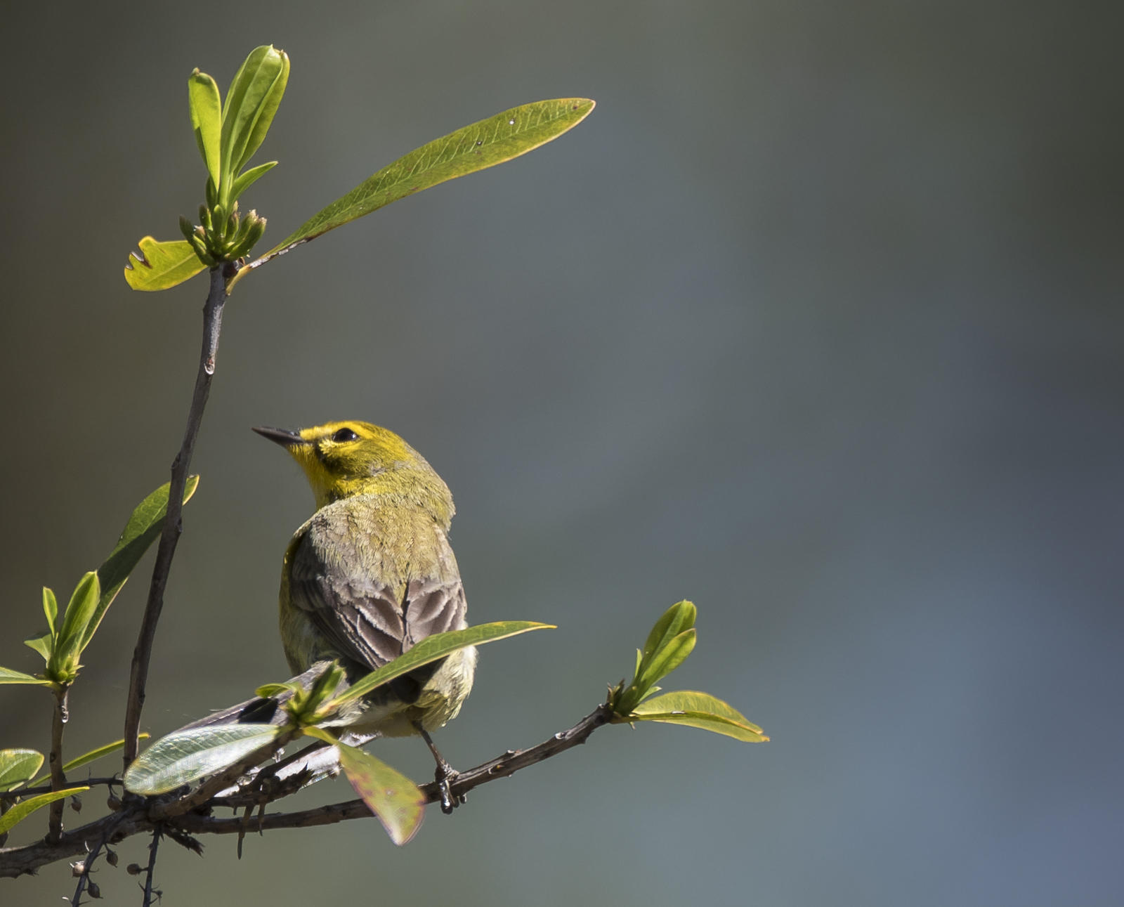 prairie warbler hunting for bugs