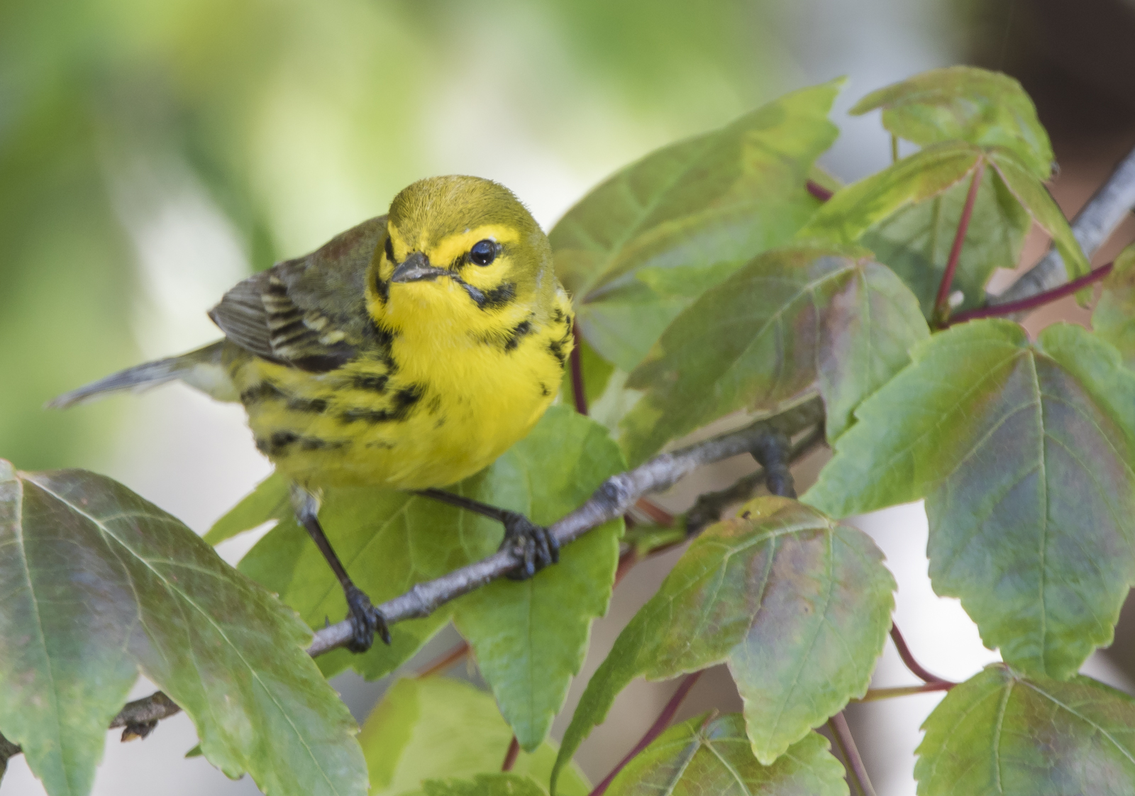 prairie warbler
