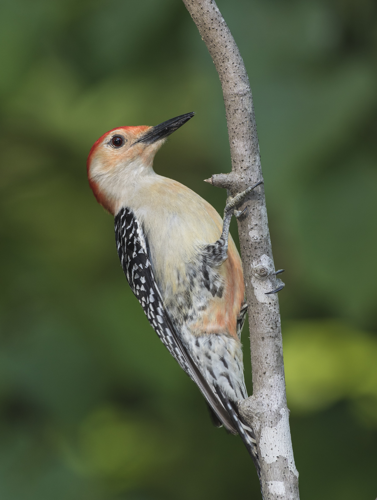 Red-bellied woodpecker male on branch