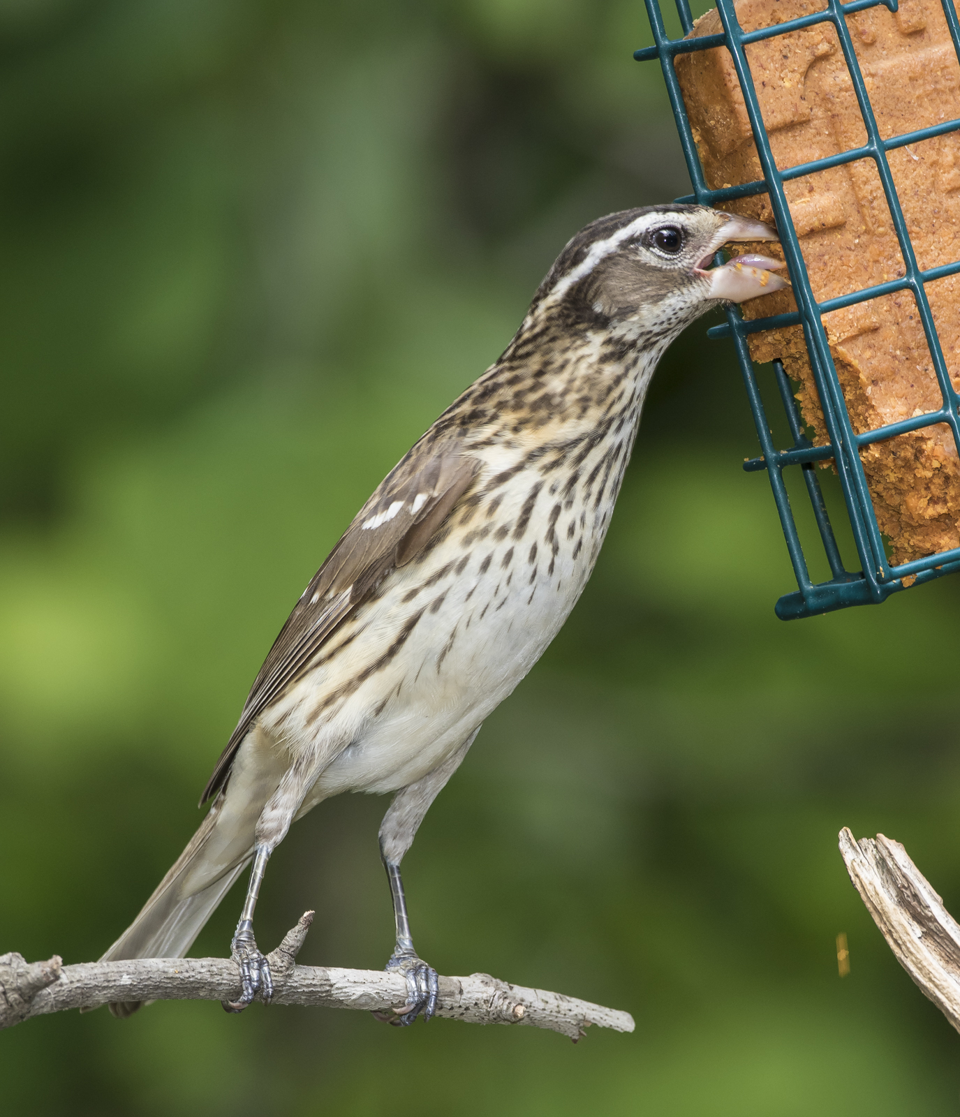 Rose-breasted grosbeak ifemale at suet