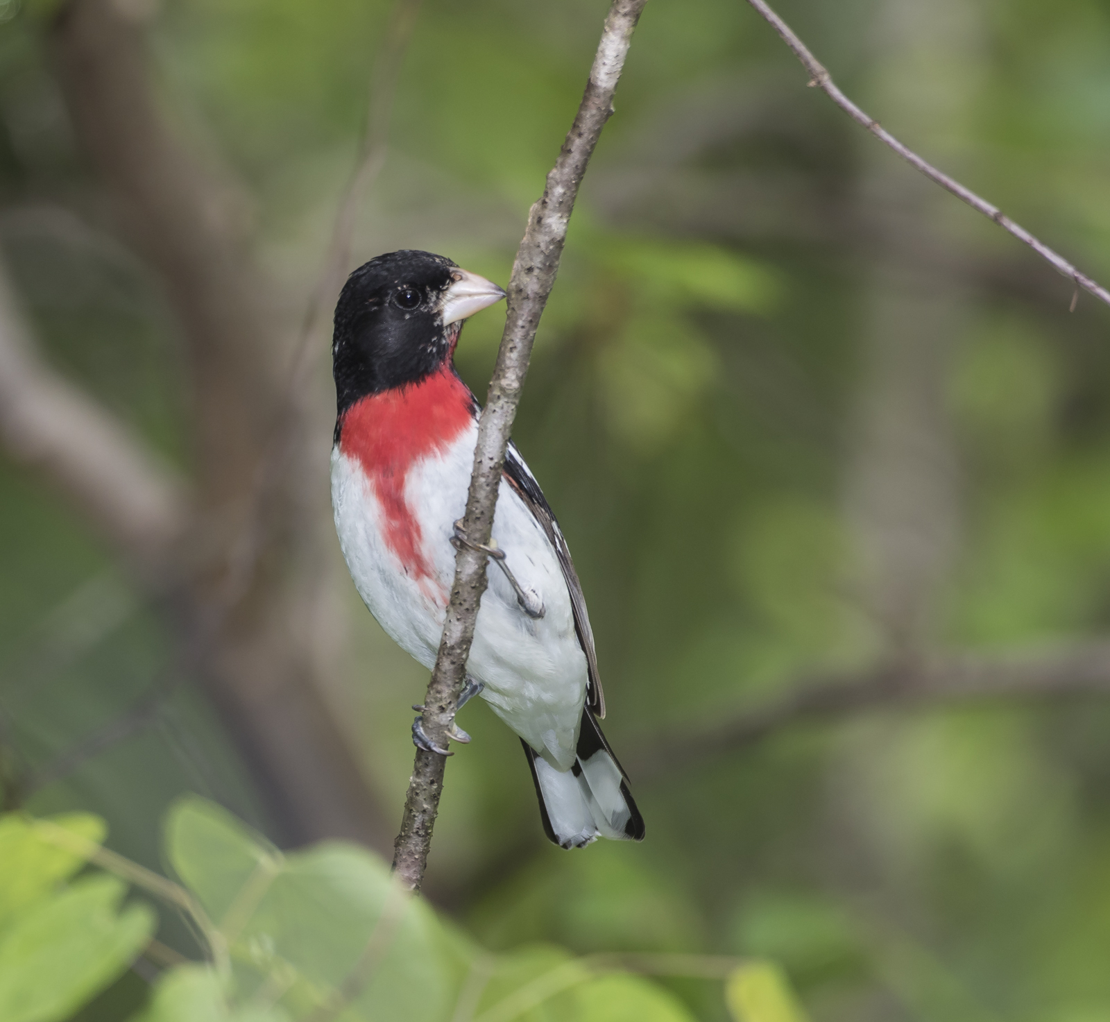 Rose-breasted grosbeak in tree 1