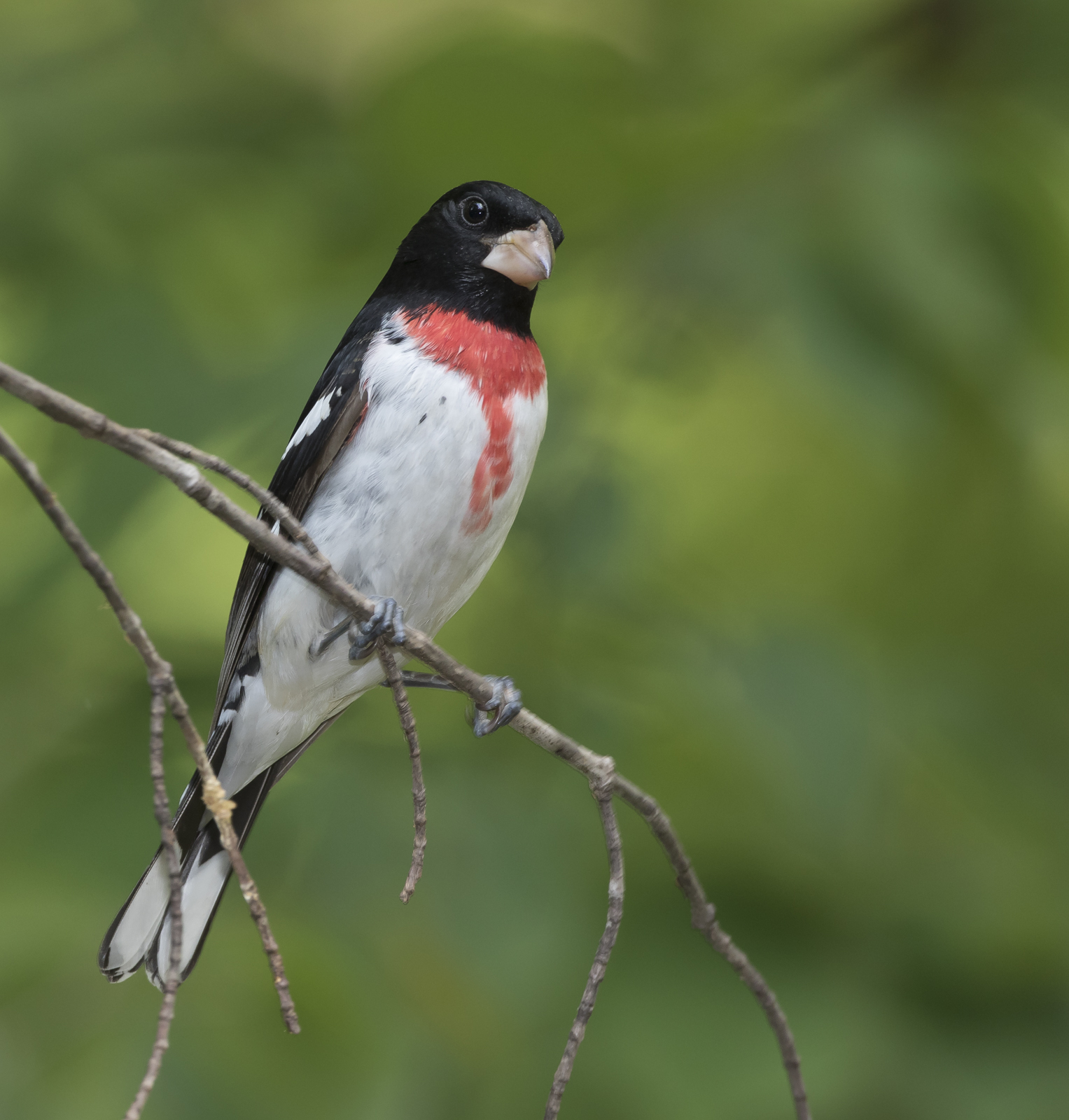 Rose-breasted grosbeak male on branch