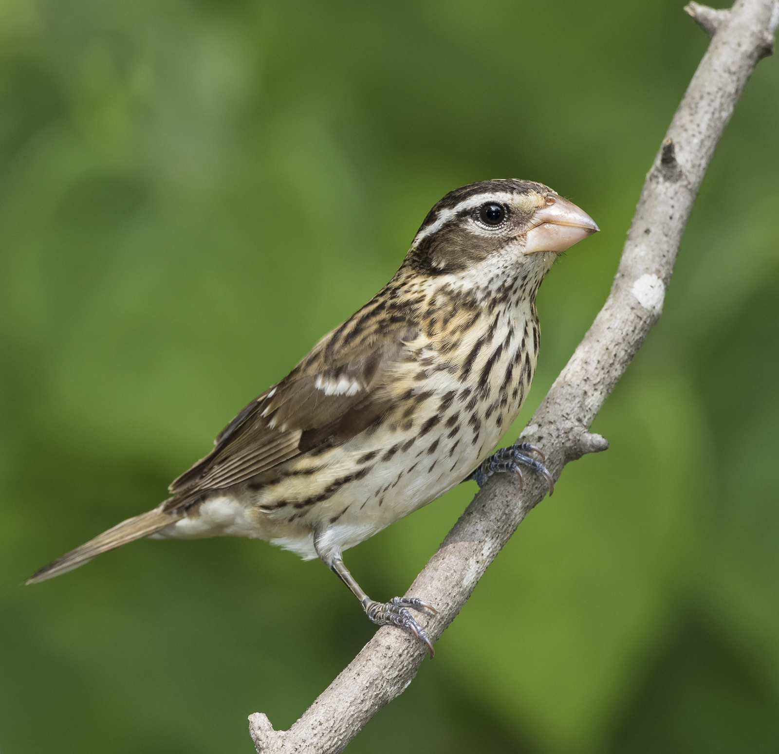 Rose-breasted gtrosbeak female