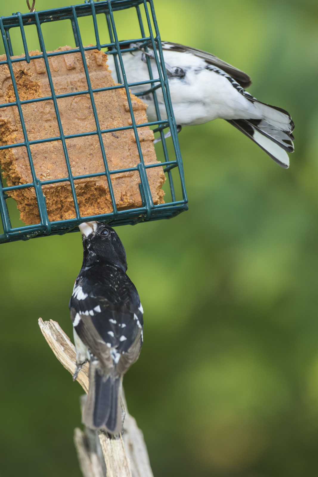 Rose-breasted gtrosbeaks at suet