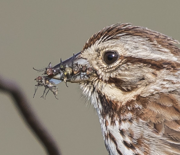 Song sparrow with food close up