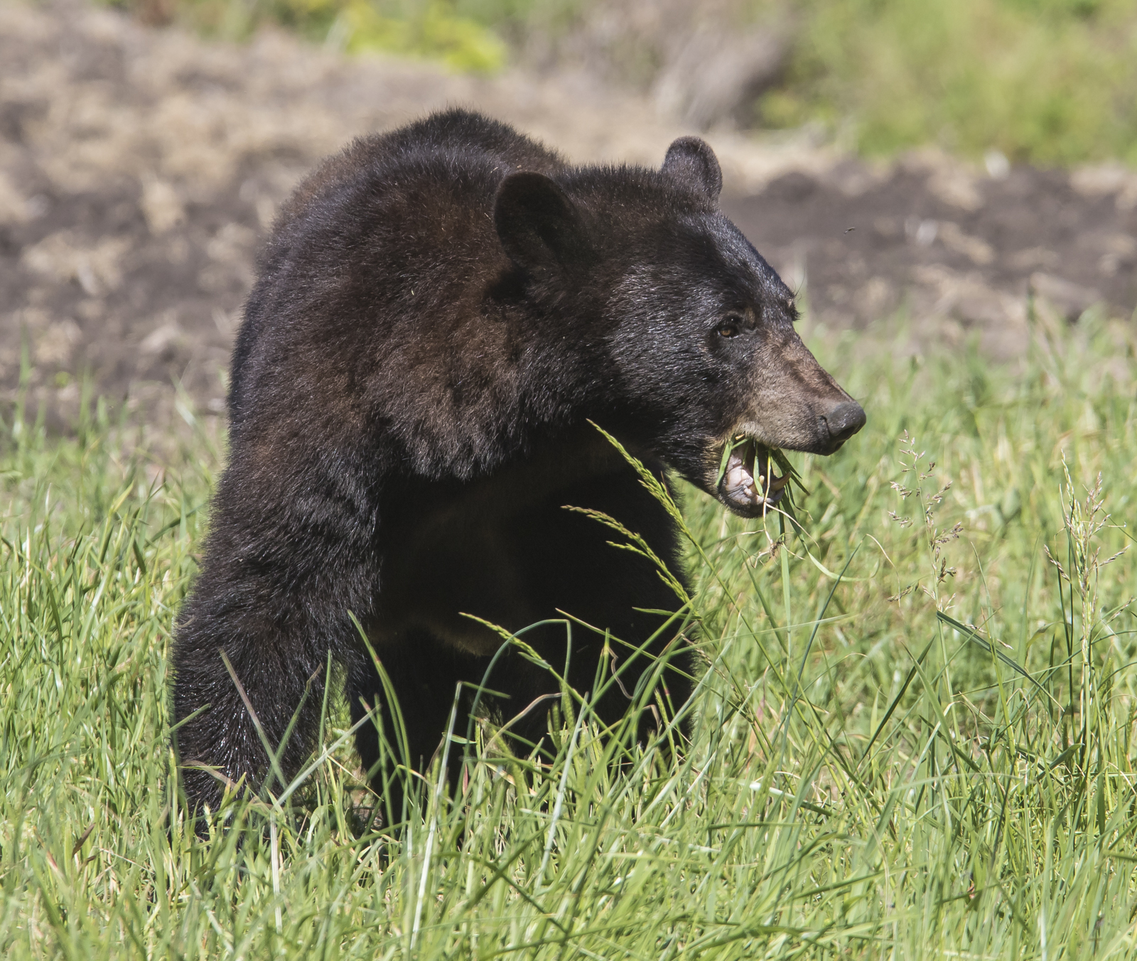 Sow black bear eating grass