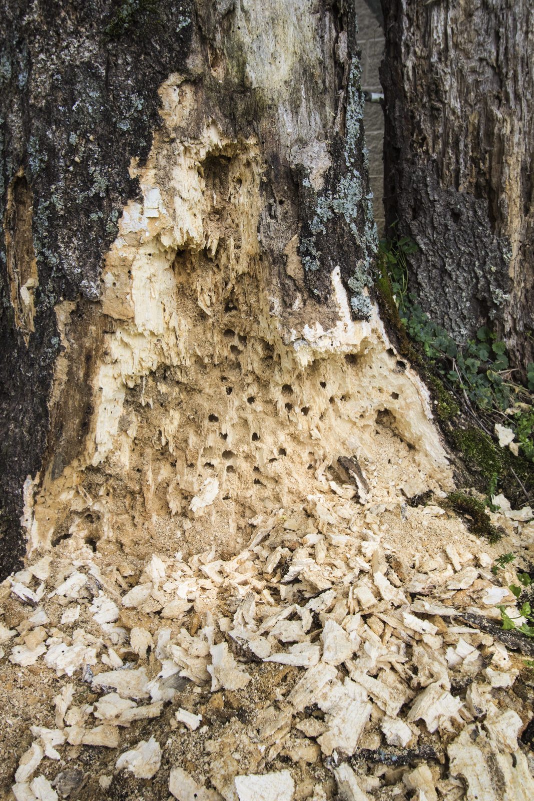 Stump chiseled by pileated