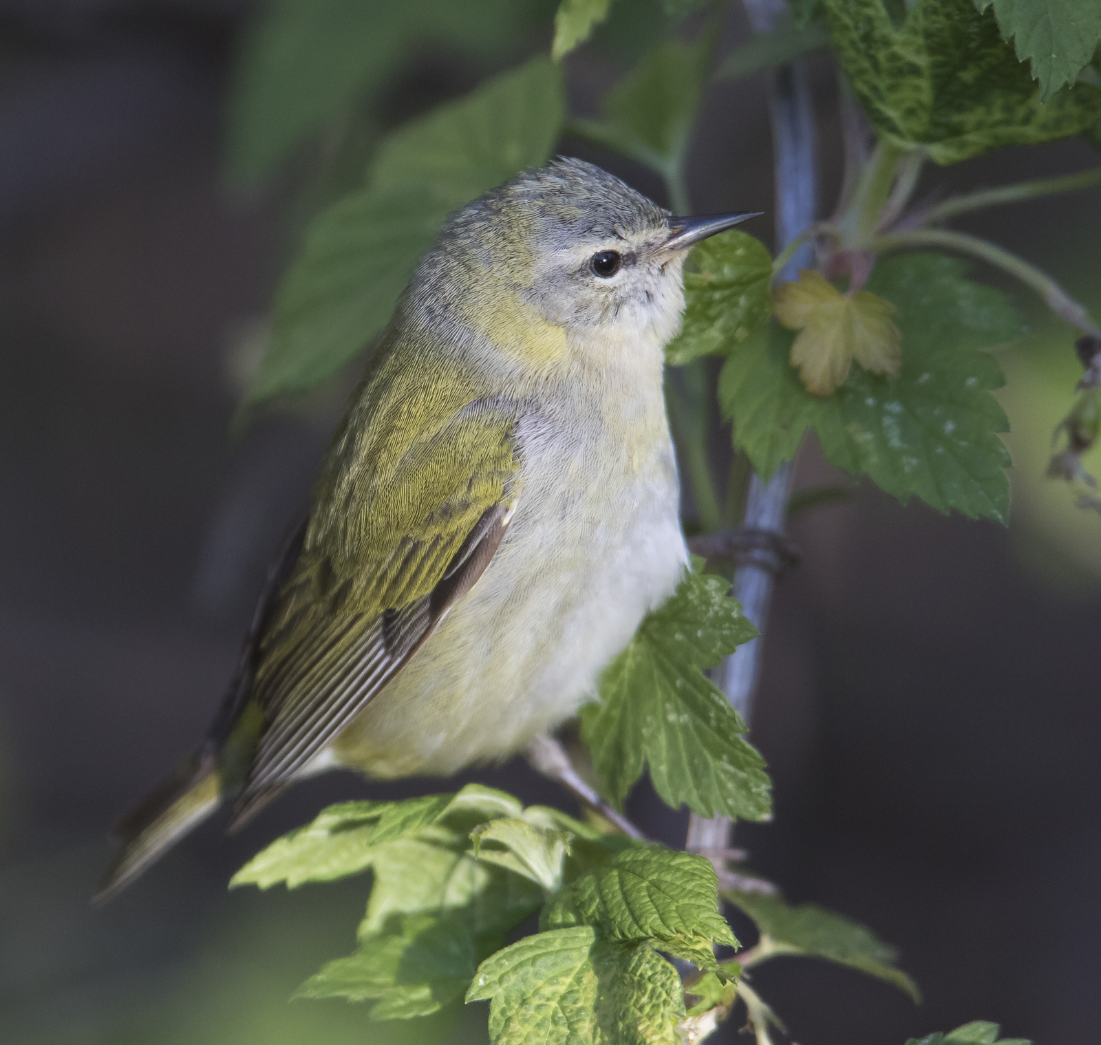 Tennessee warbler