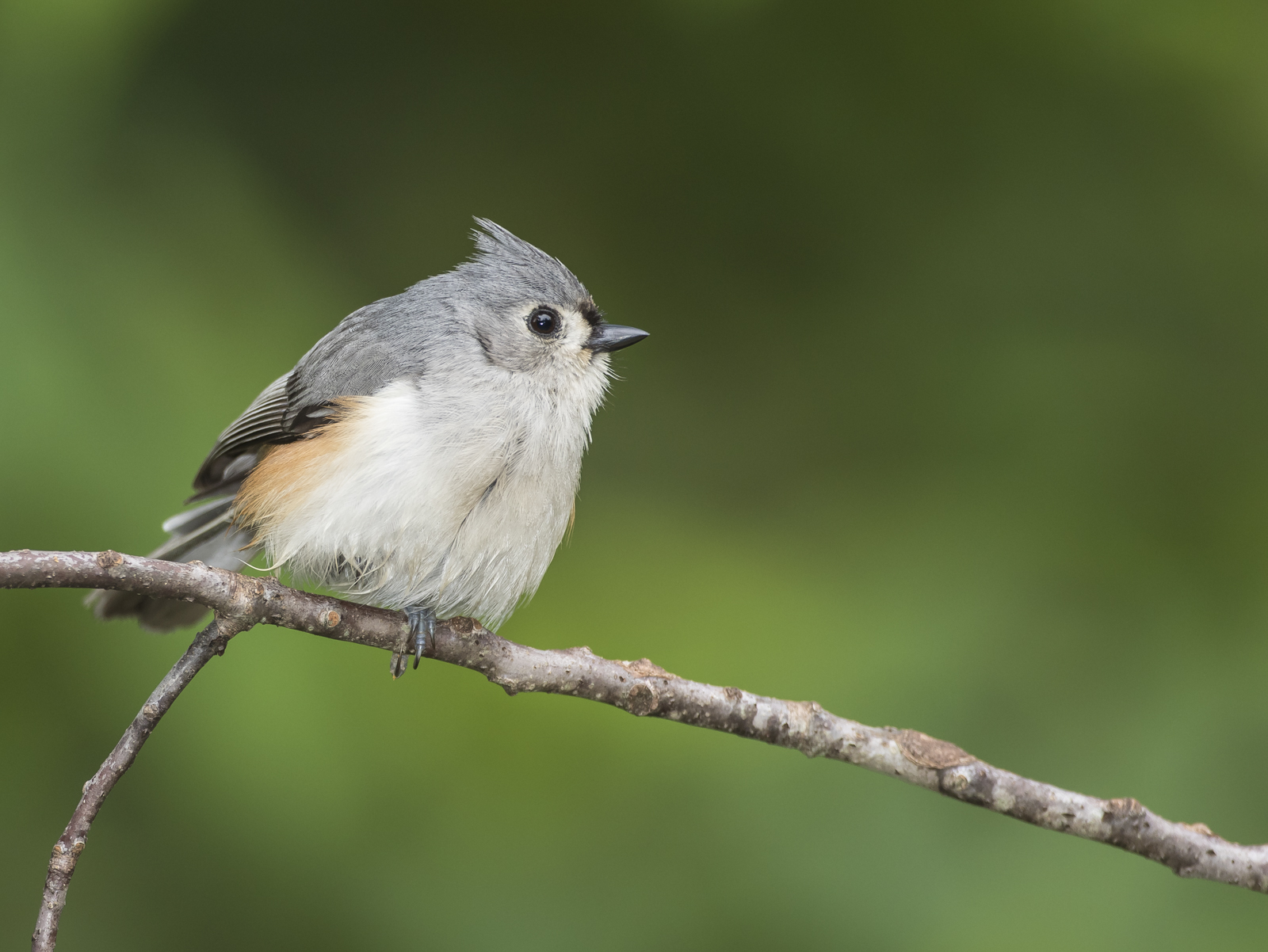 Tufted titmouse