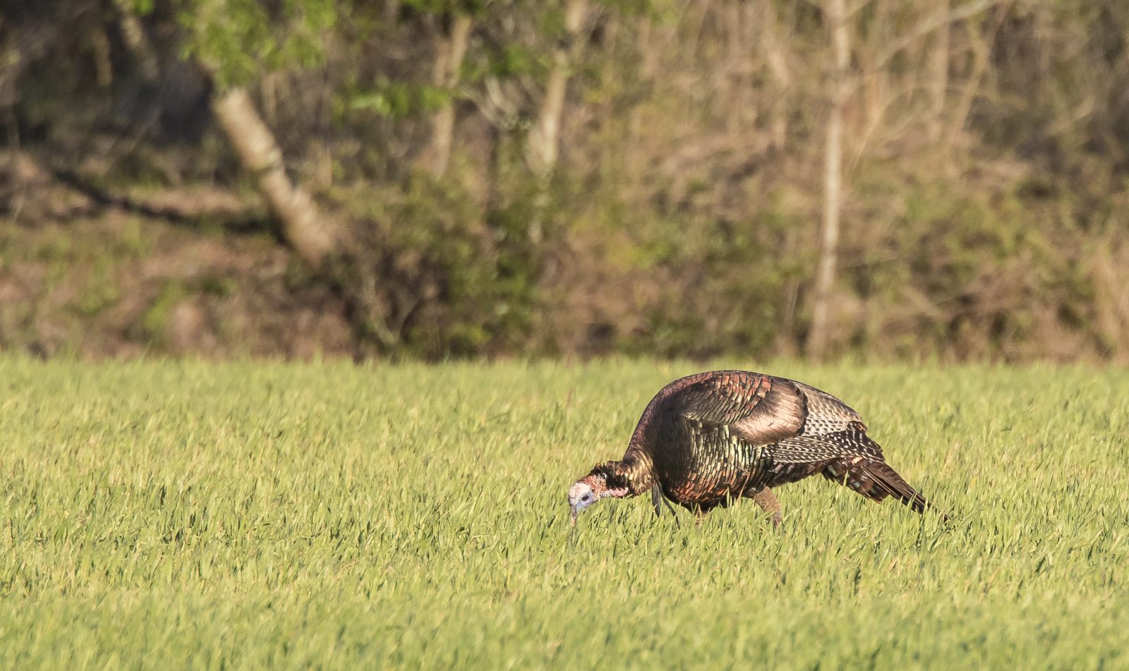 Wild turkey in wheat field