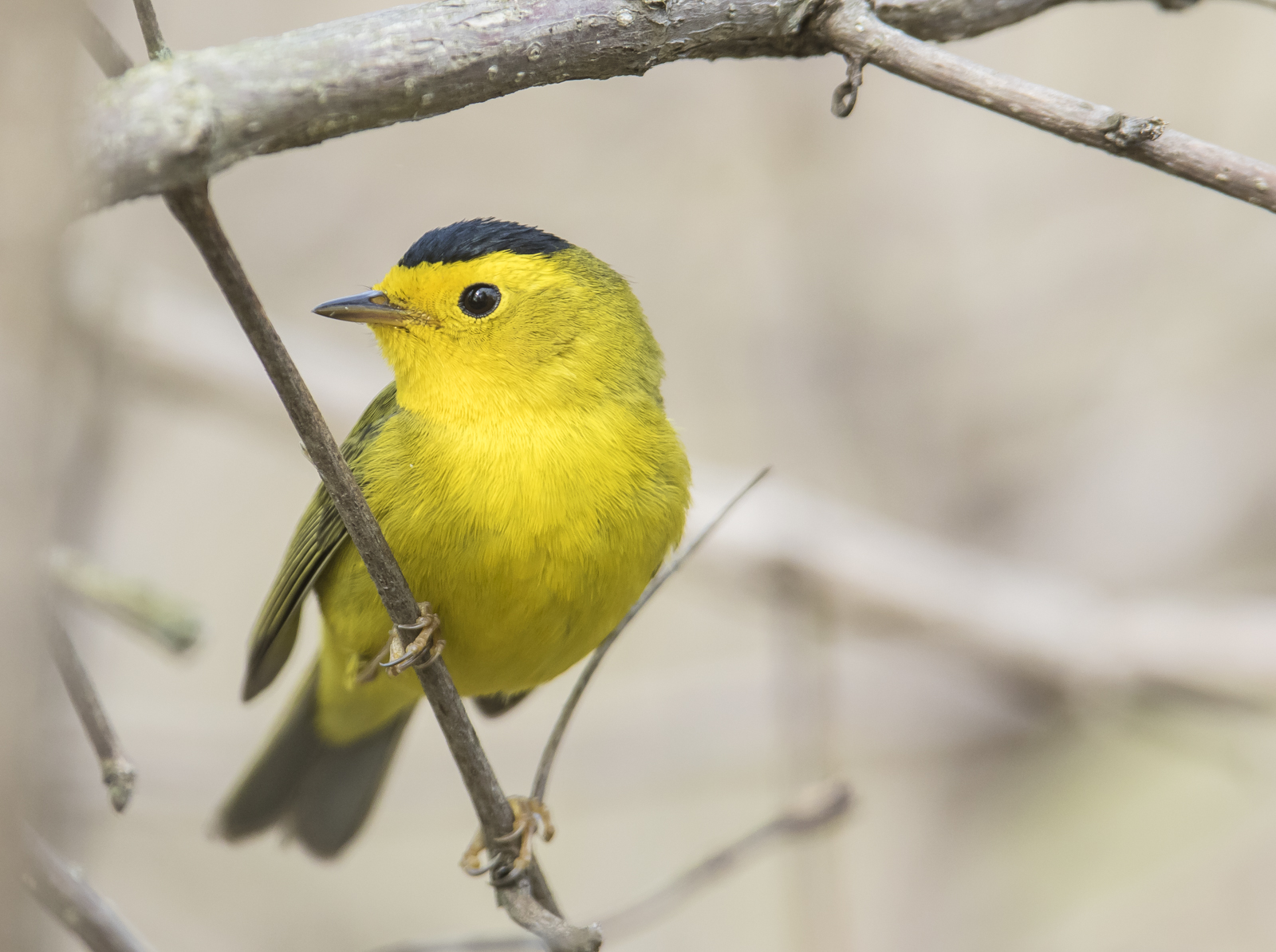 Wilson's warbler