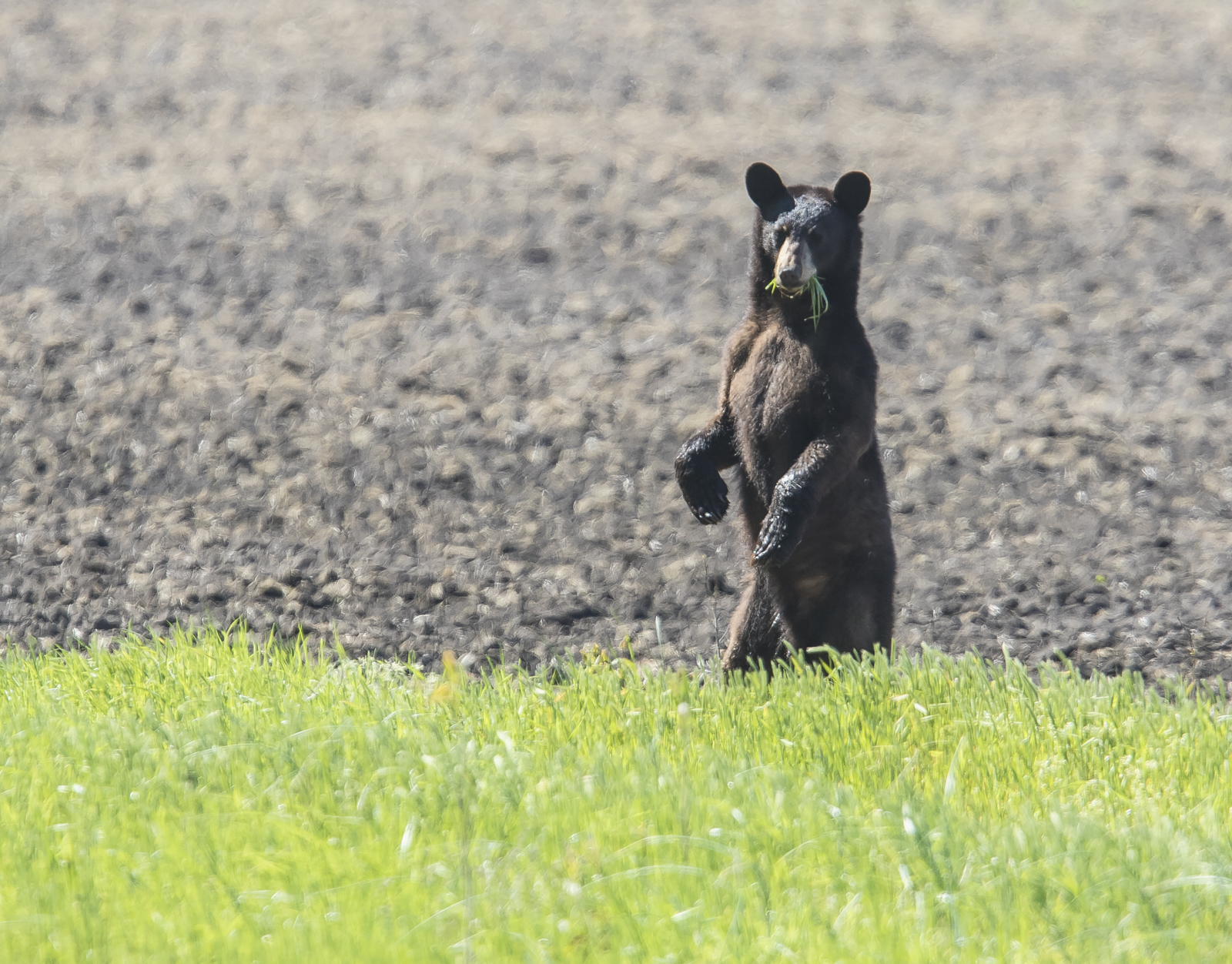 Yearling black bear standing