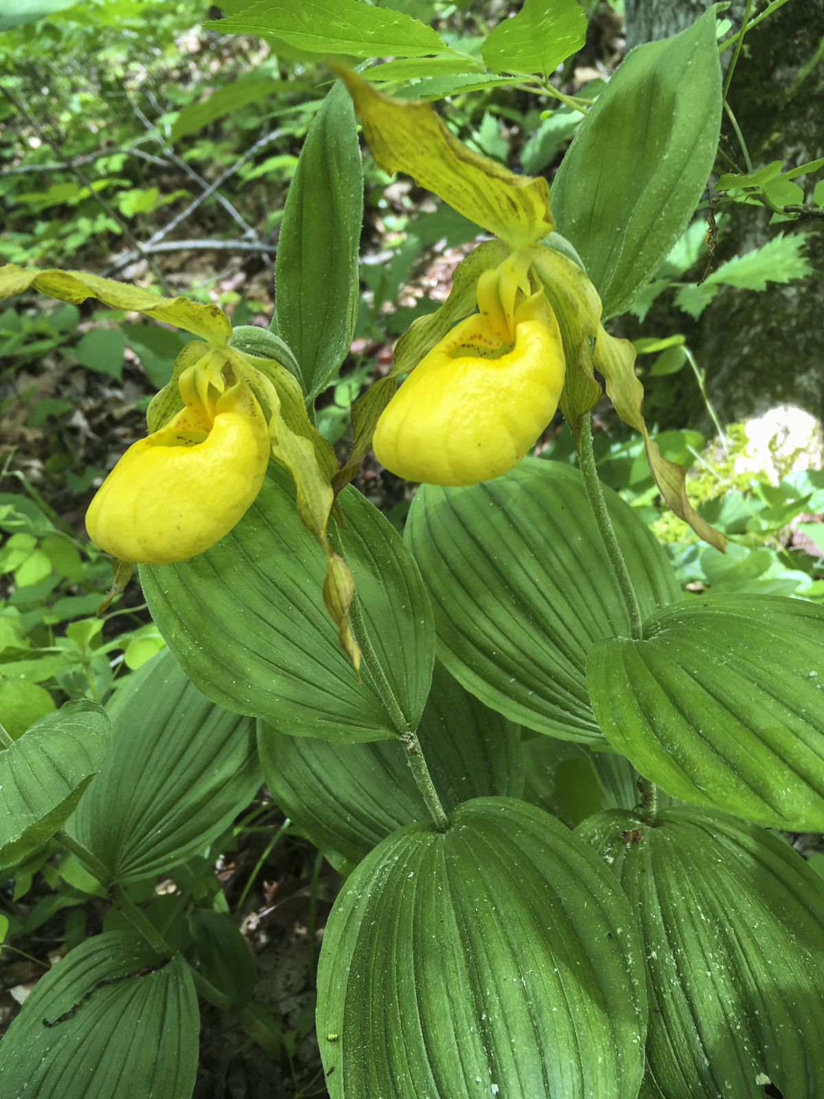Yellow lady slippers along the trail