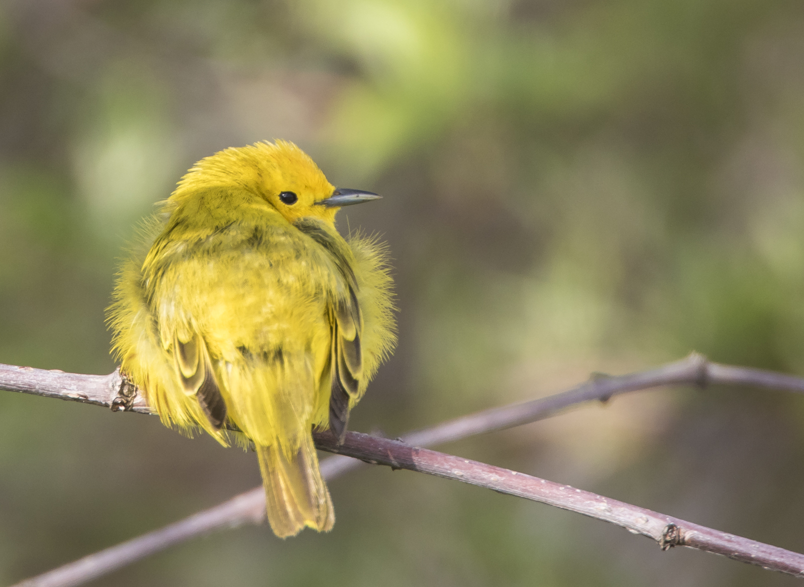 yellow warbler afterg preening