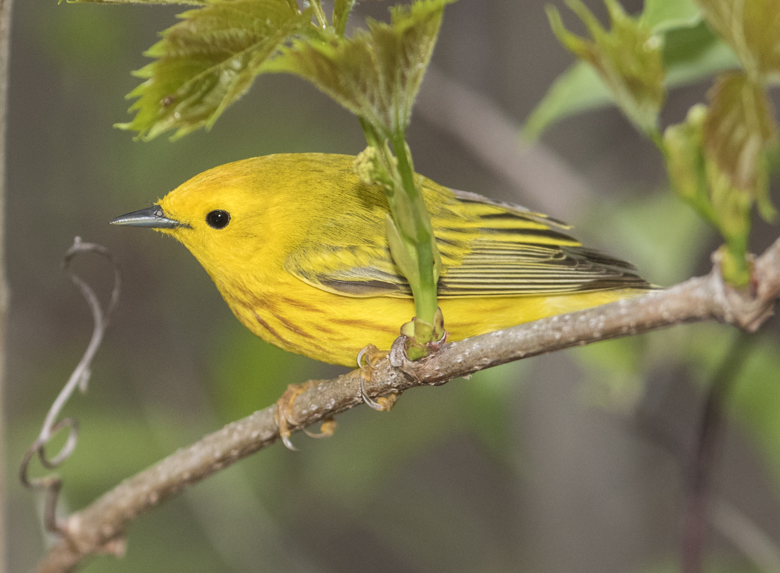 Yellow warbler along boardwalk