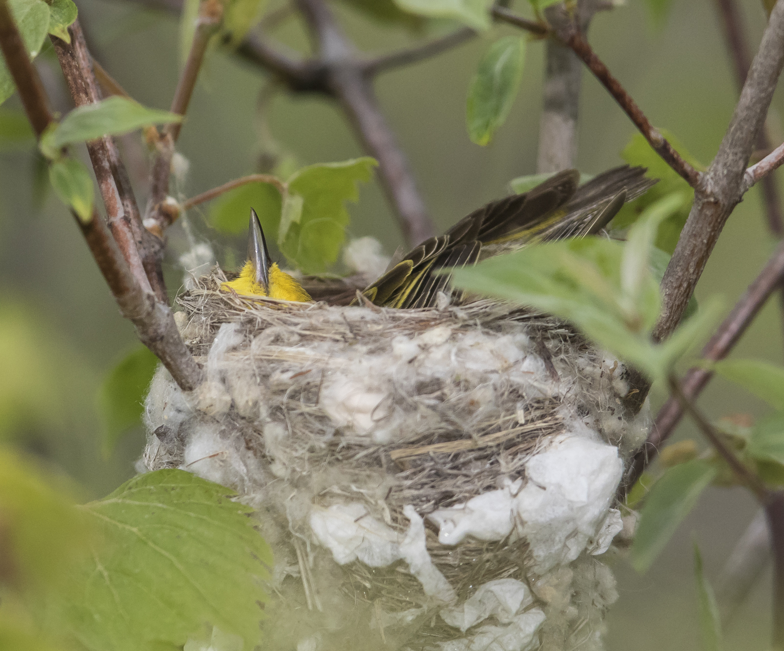 Yellow warbler female forming nest