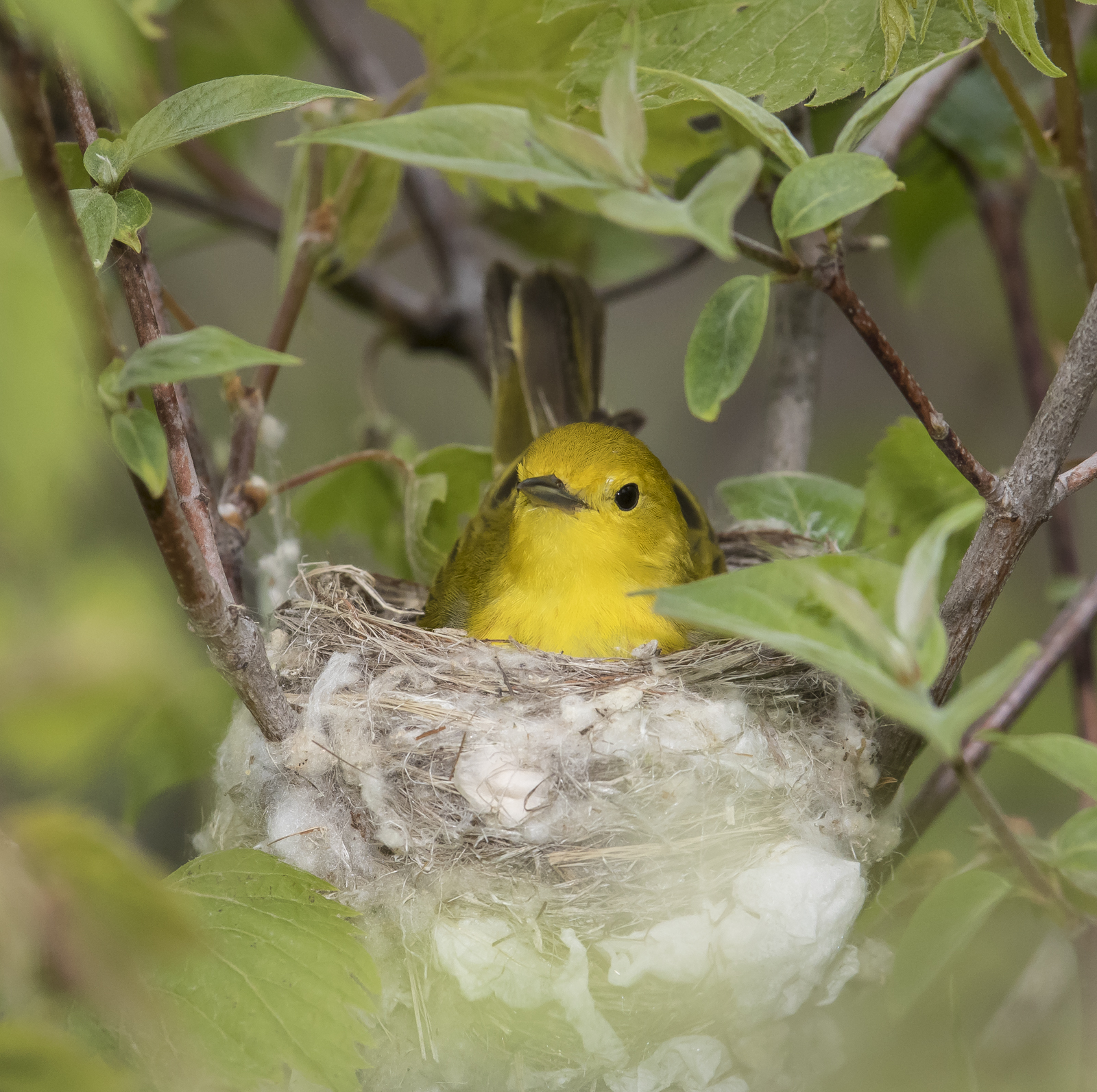 Yellow warbler female on nest