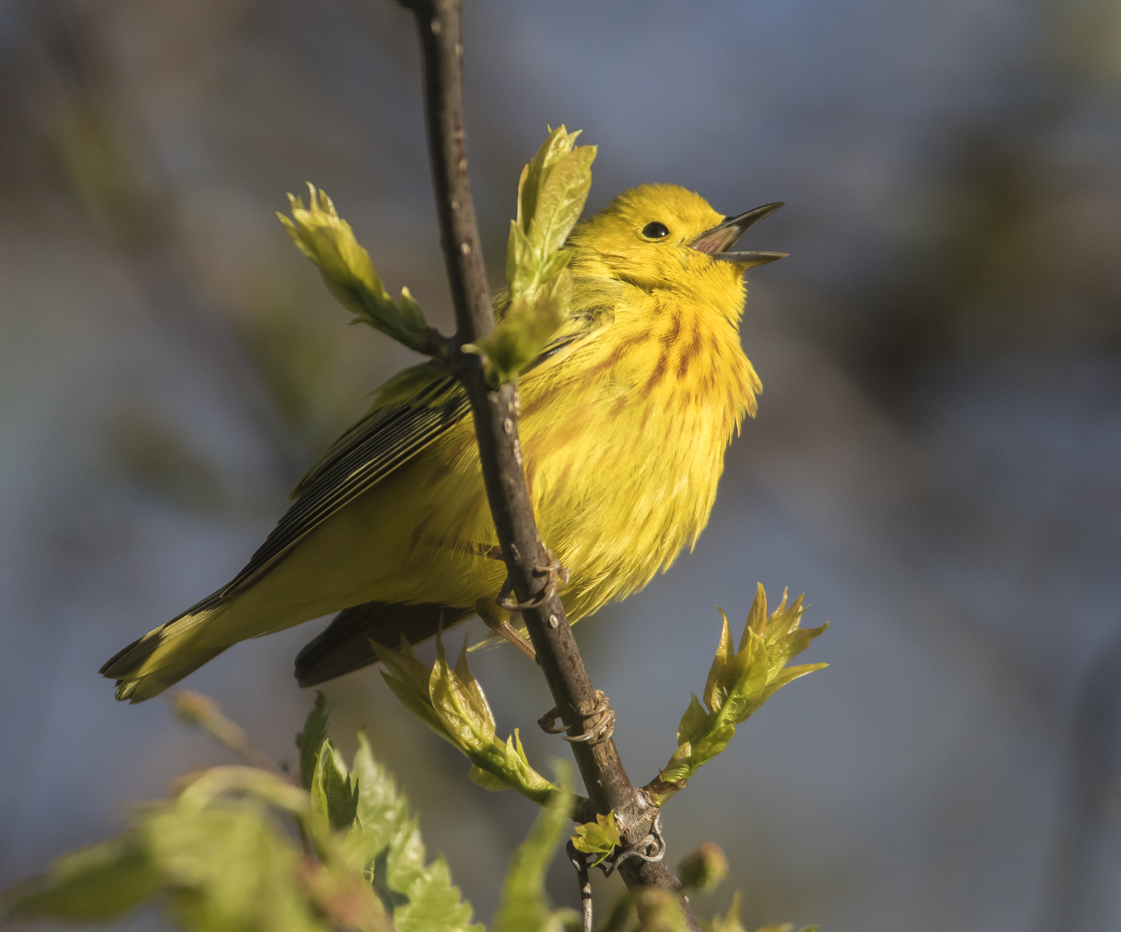 Yellow warbler male singing 1
