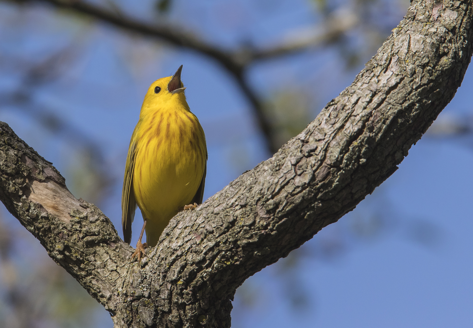 Yellow warbler male singing