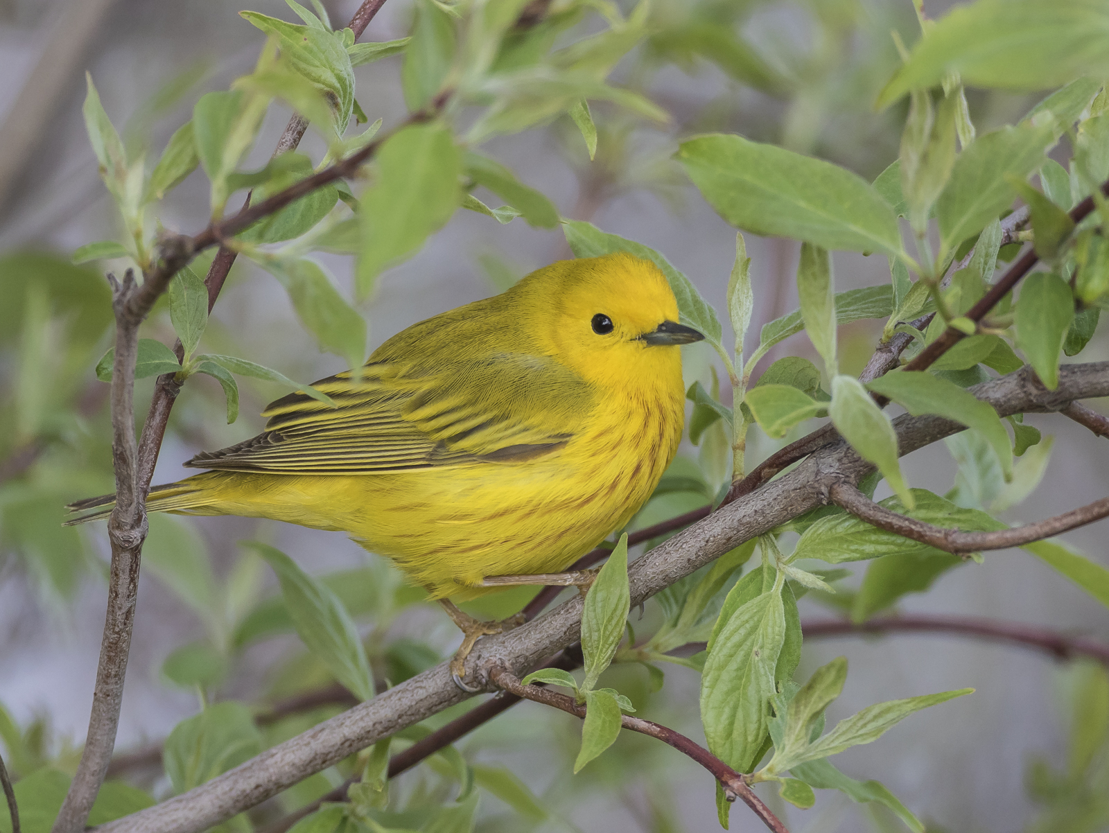Yellow warbler male