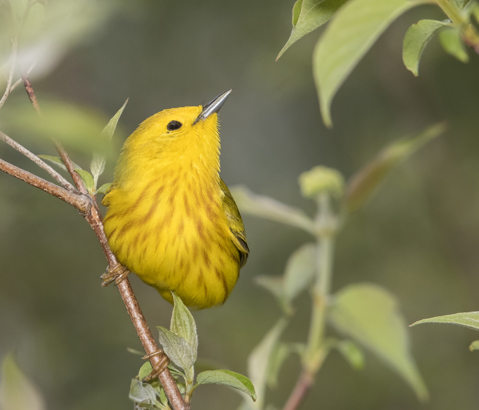 yellow warbler near nest