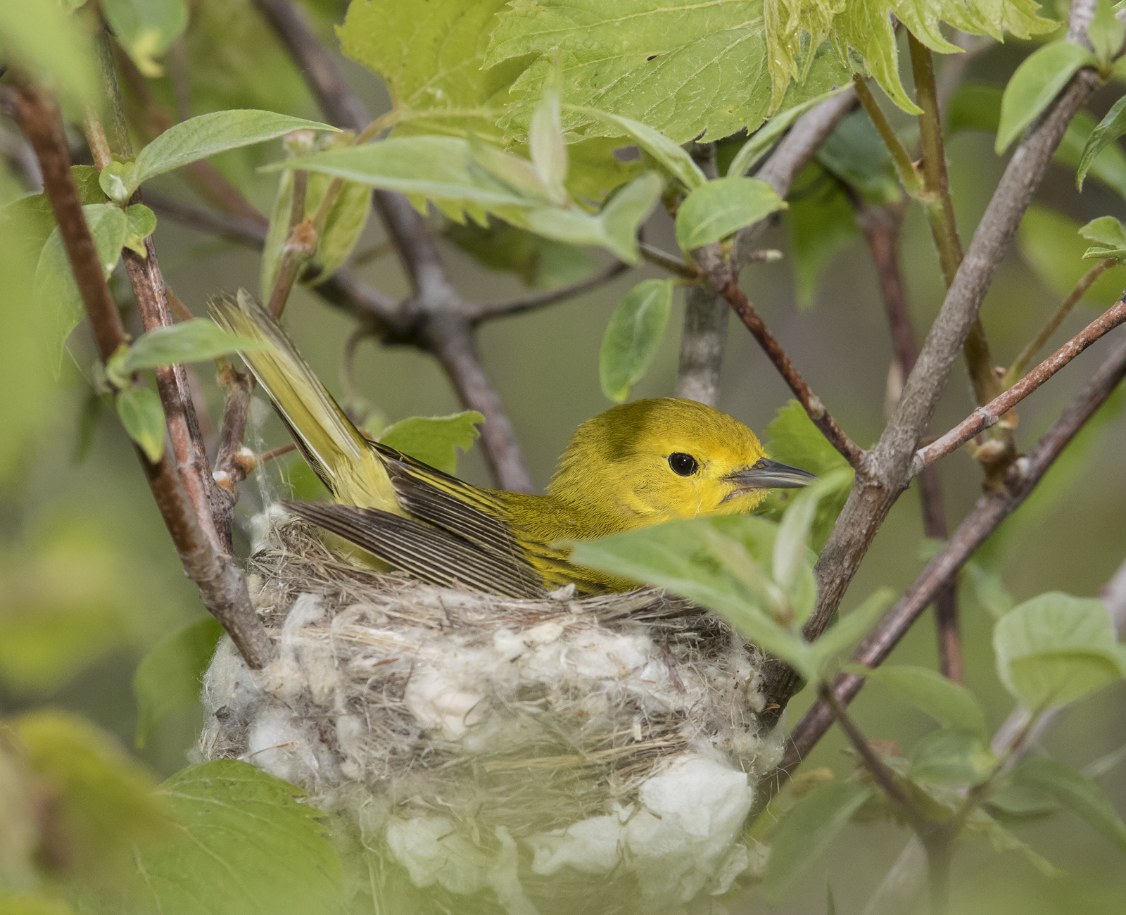 yellow warbler turning in nest