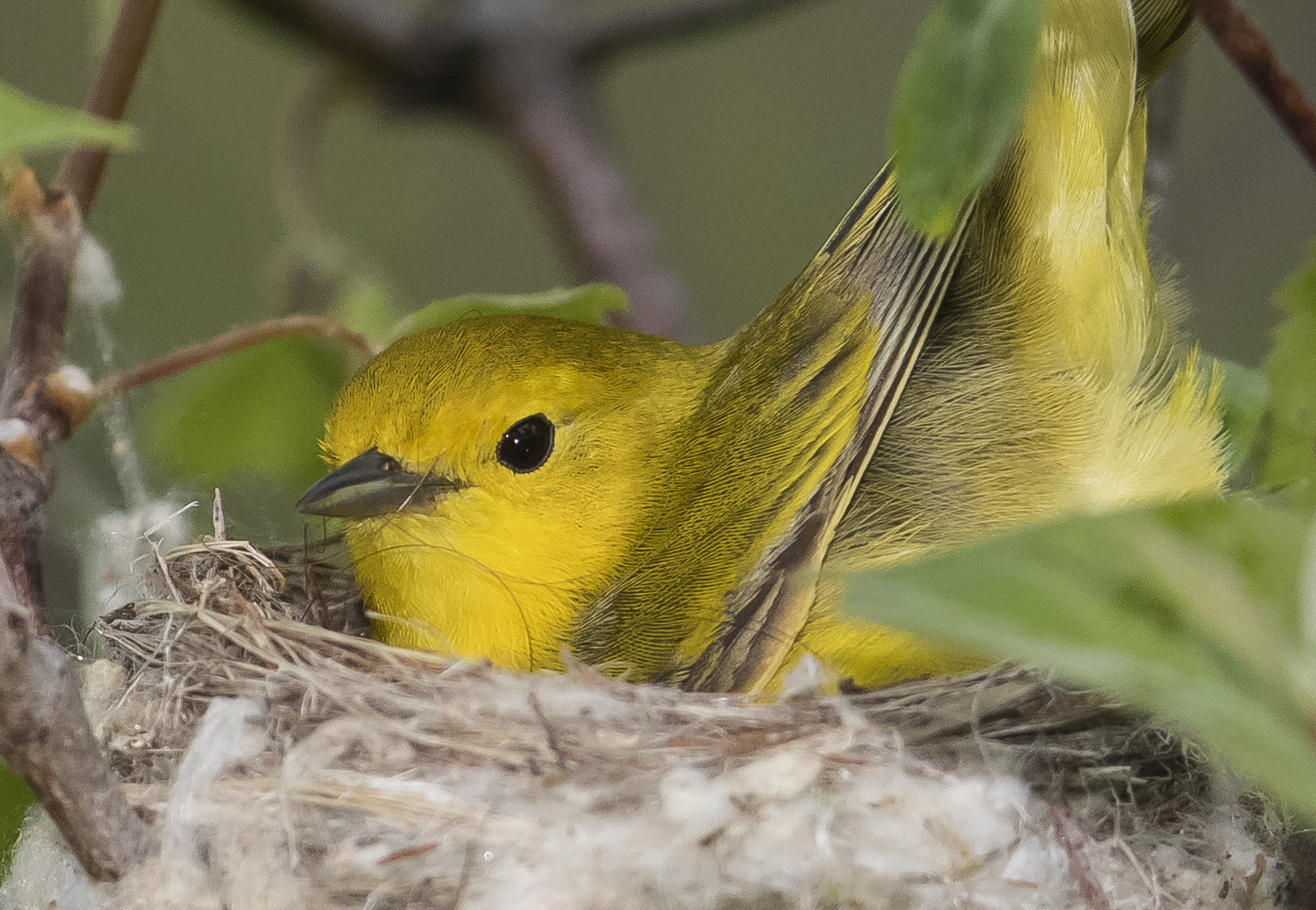 Yellow warbler with nest material hair