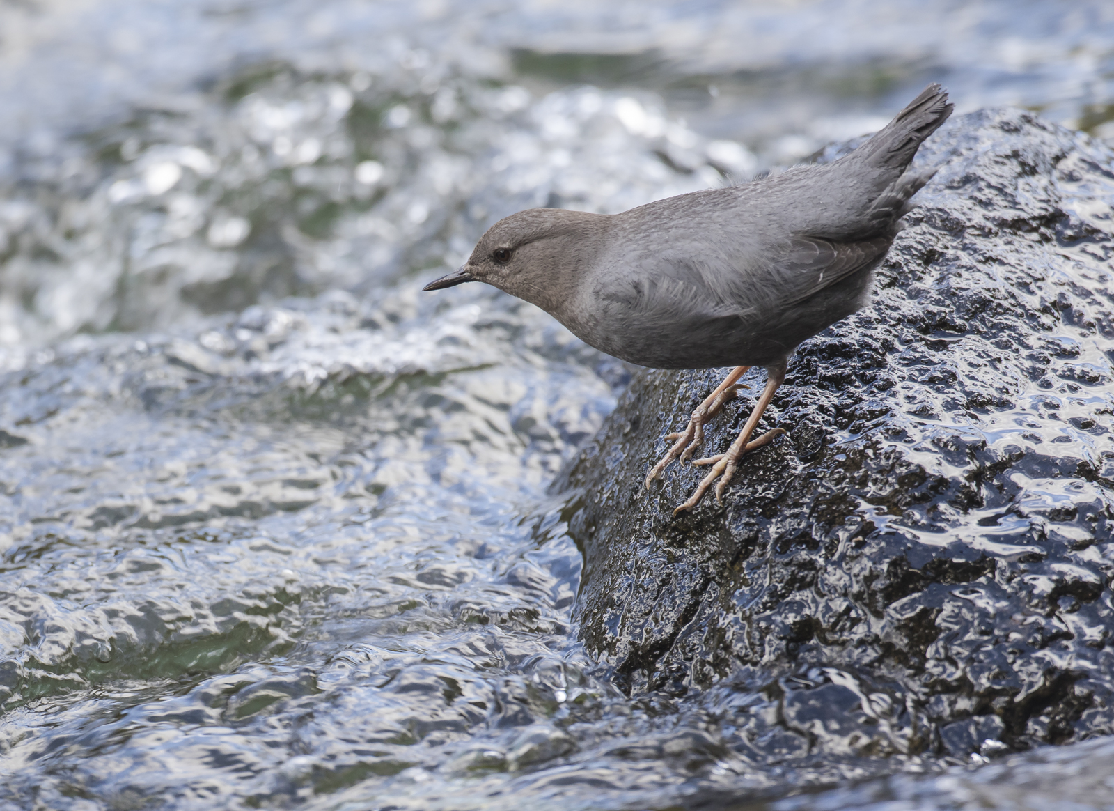 American dipper on rock