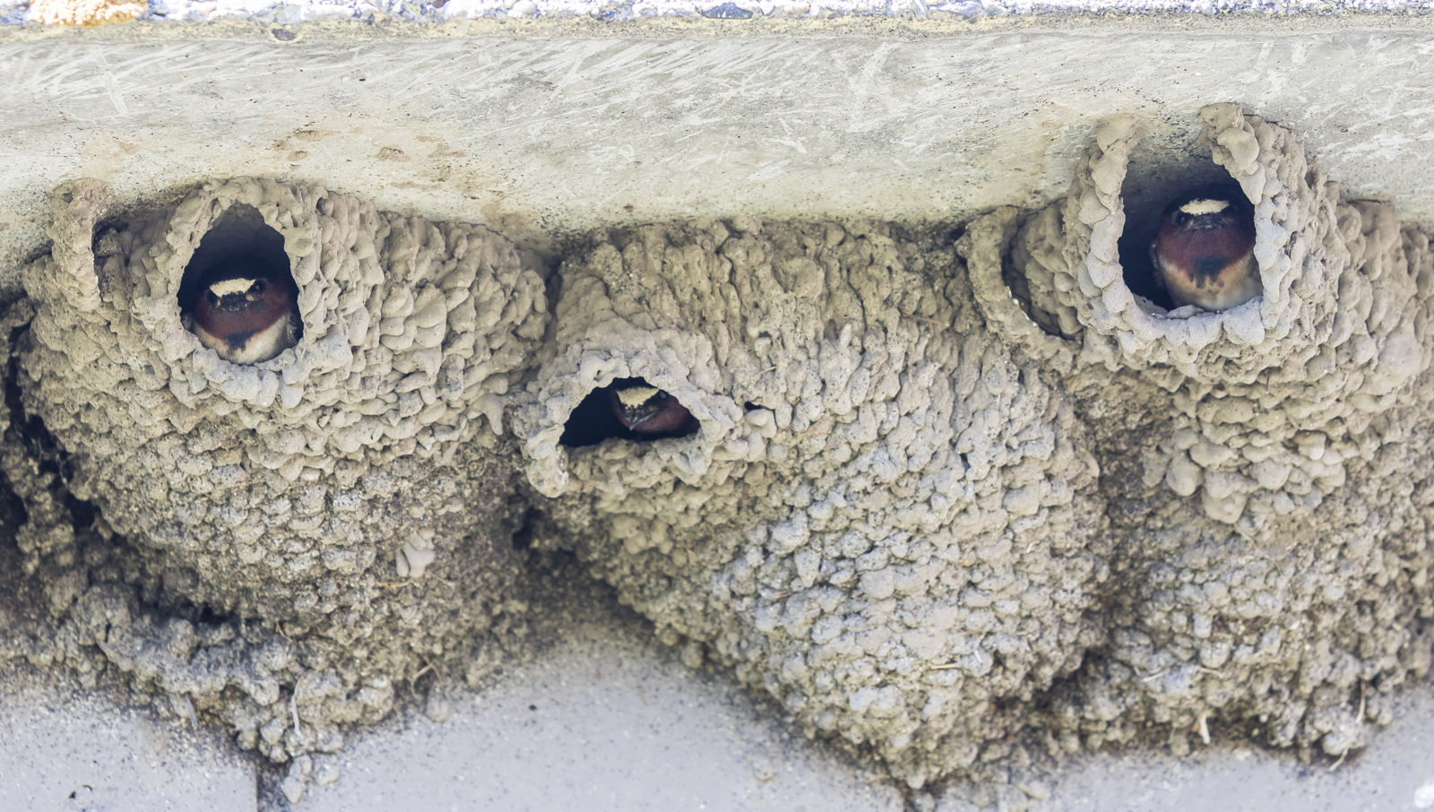 Cliff swallow nests