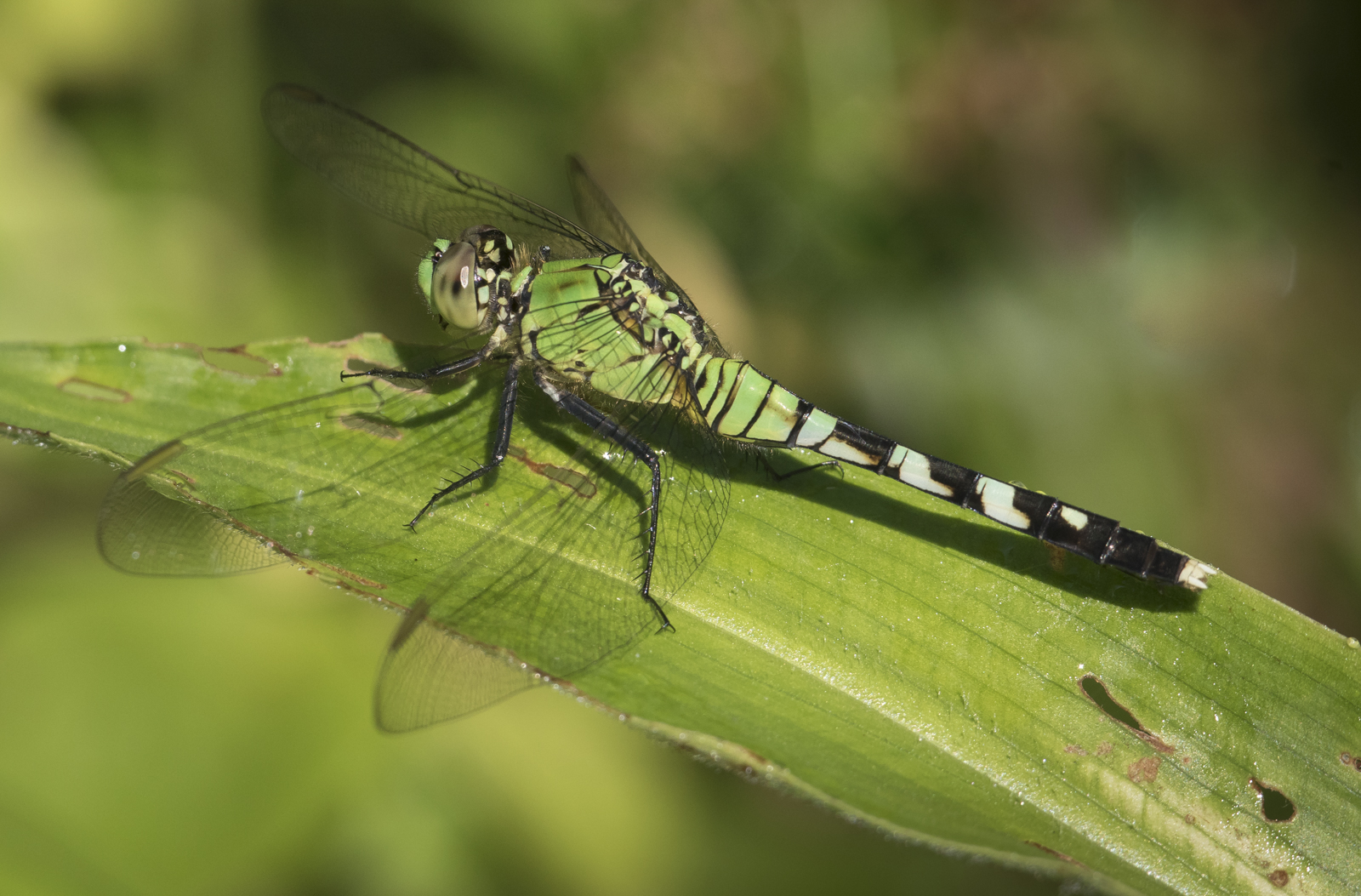 Eastern Pondhawk female