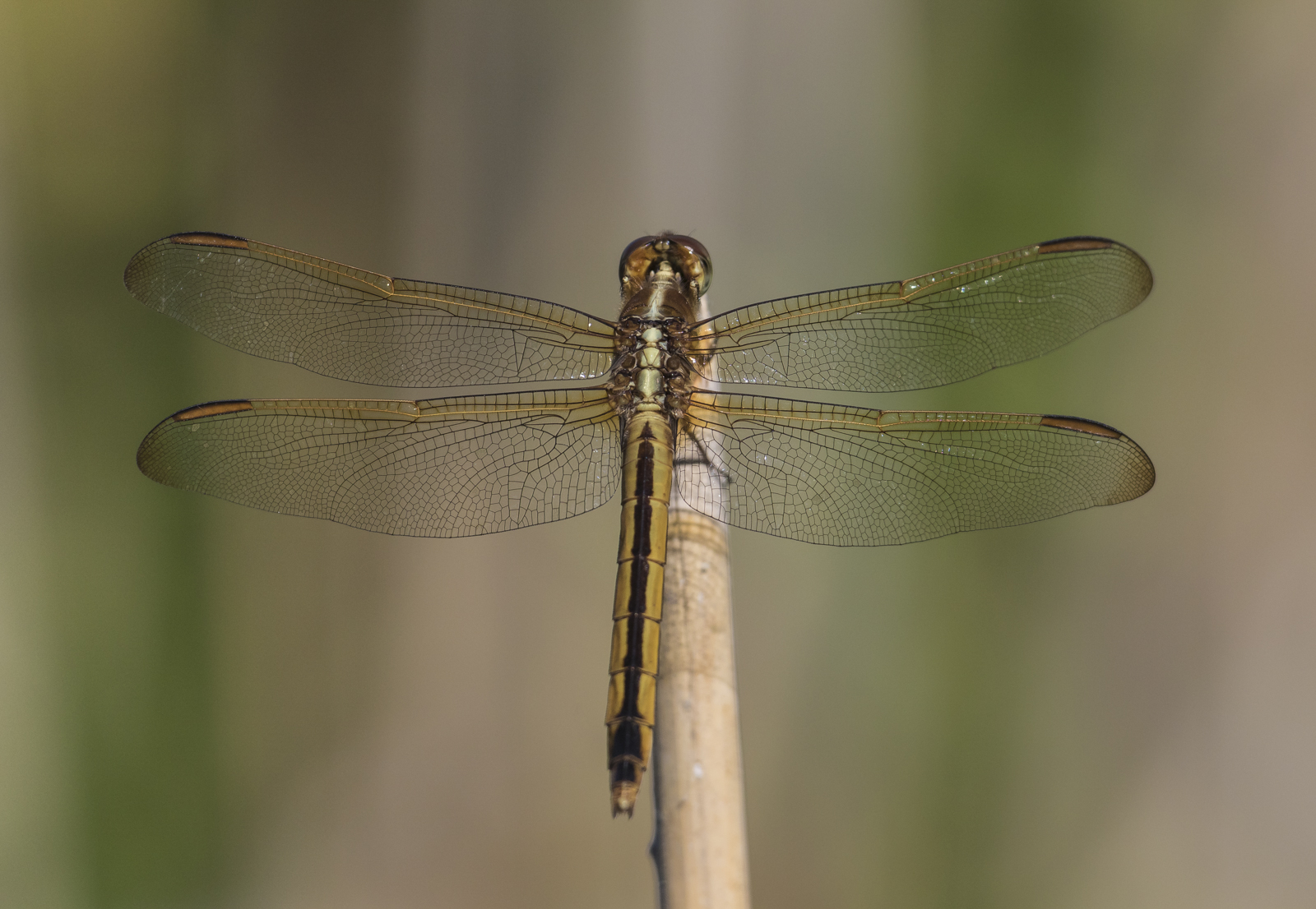 Golden-winged Skimmer