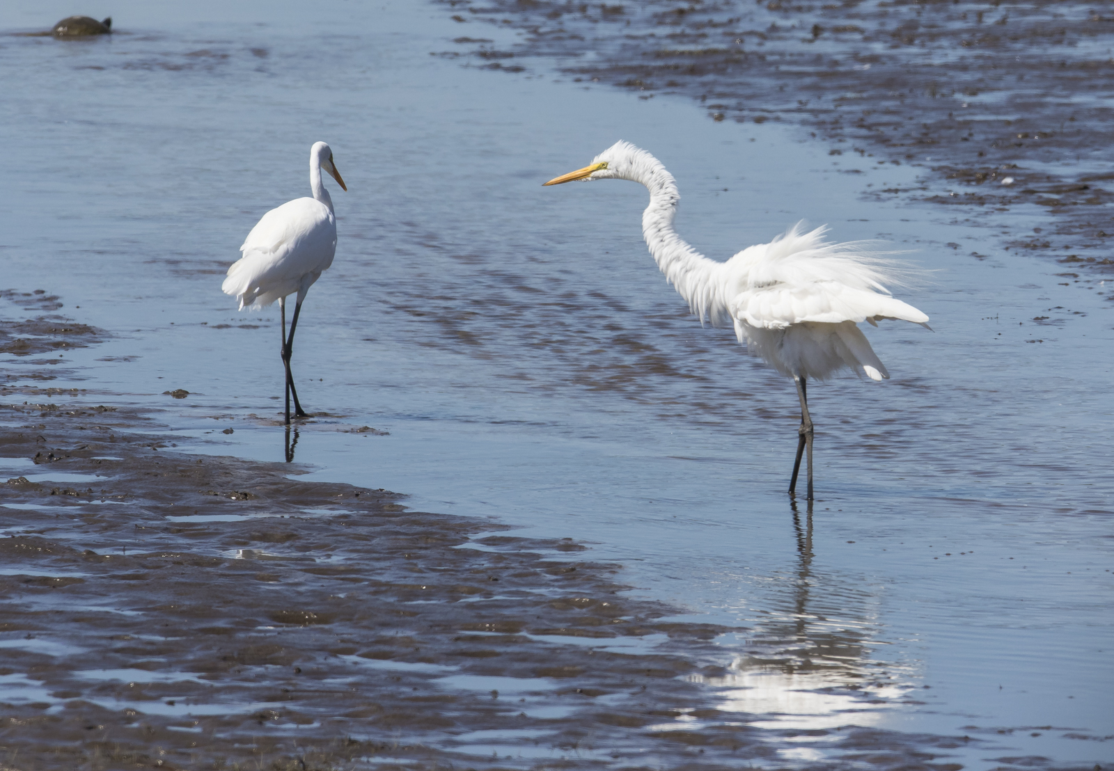Great egrets