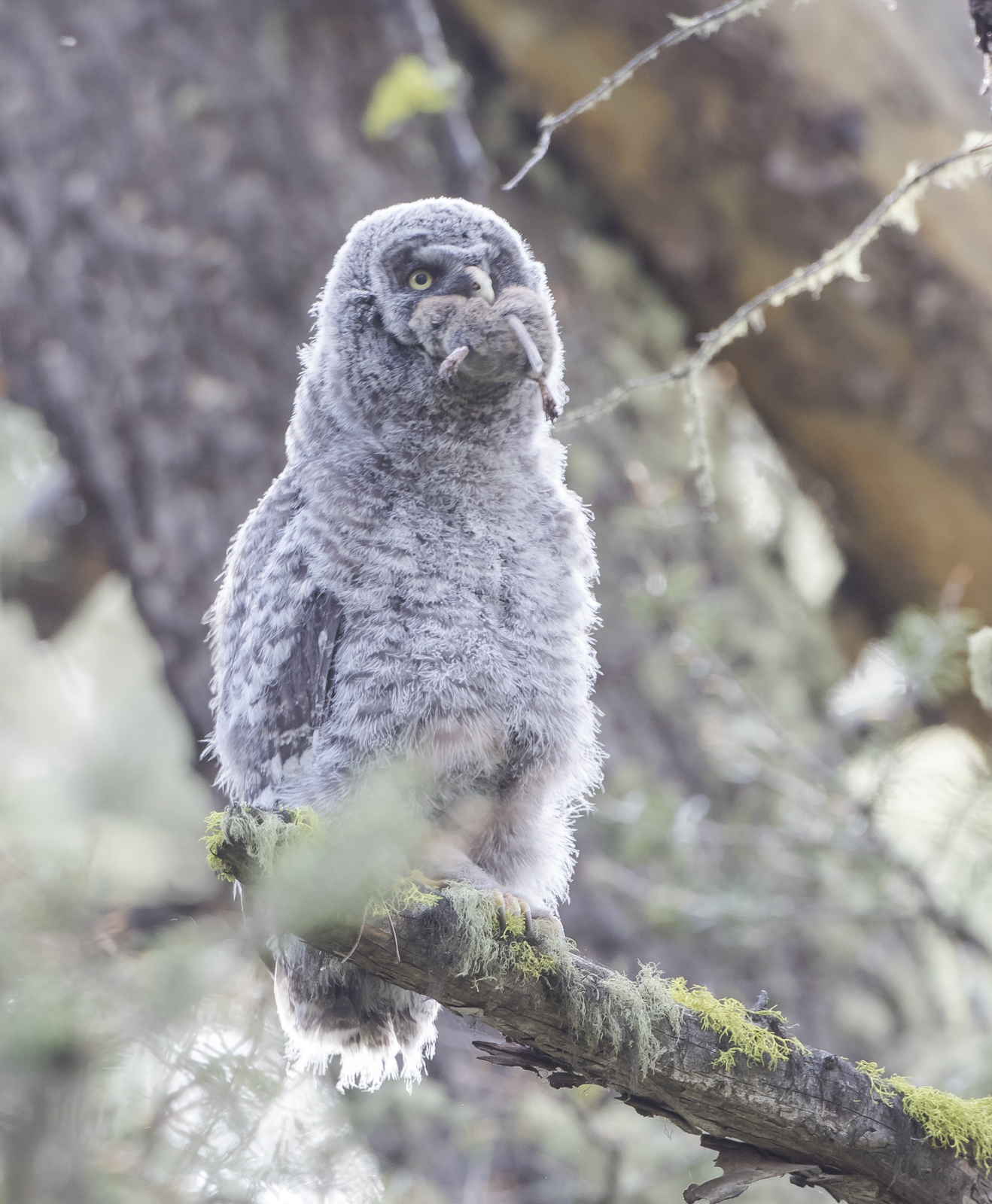 Great Gray chick with prey