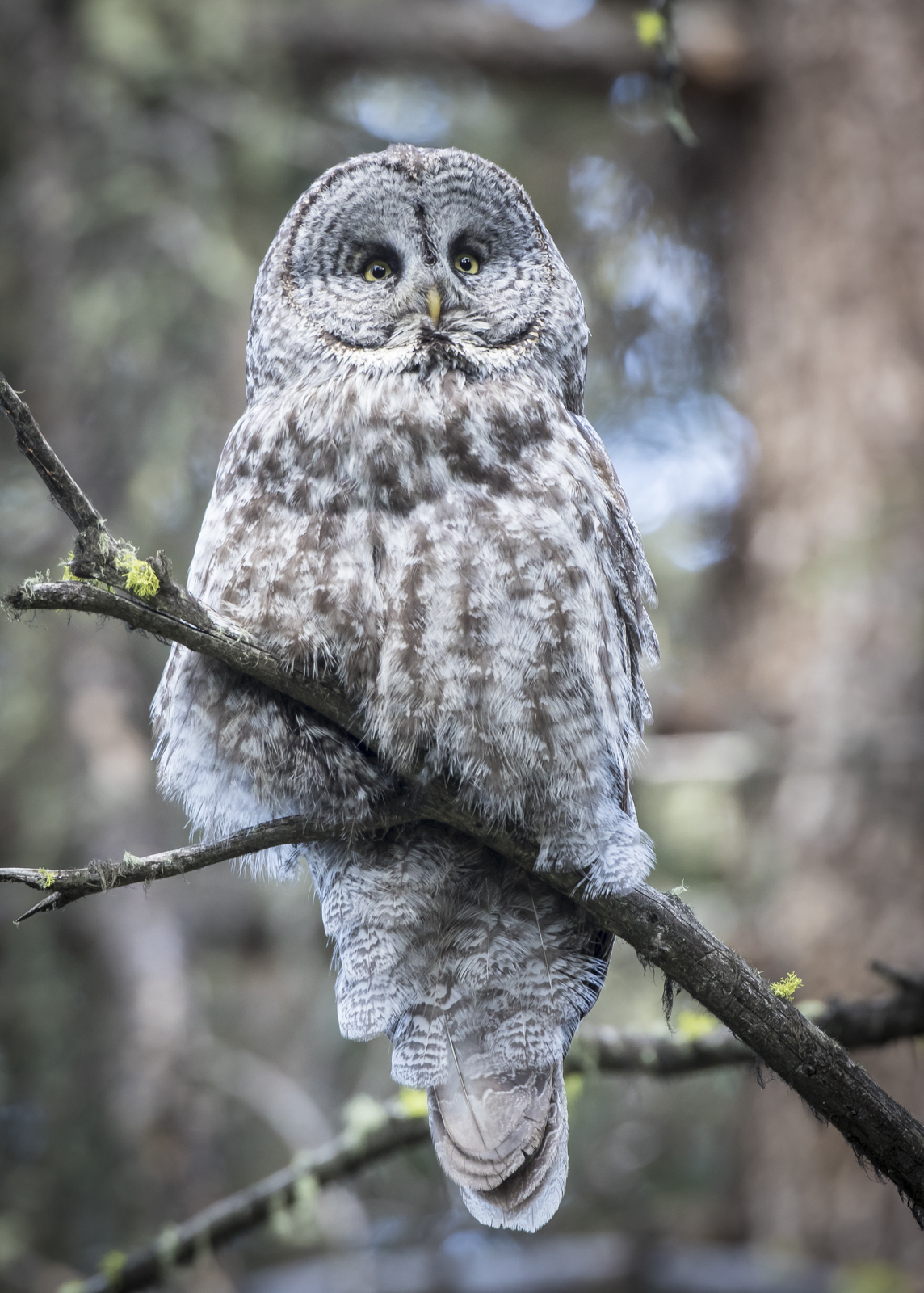 Great Gray Owl female