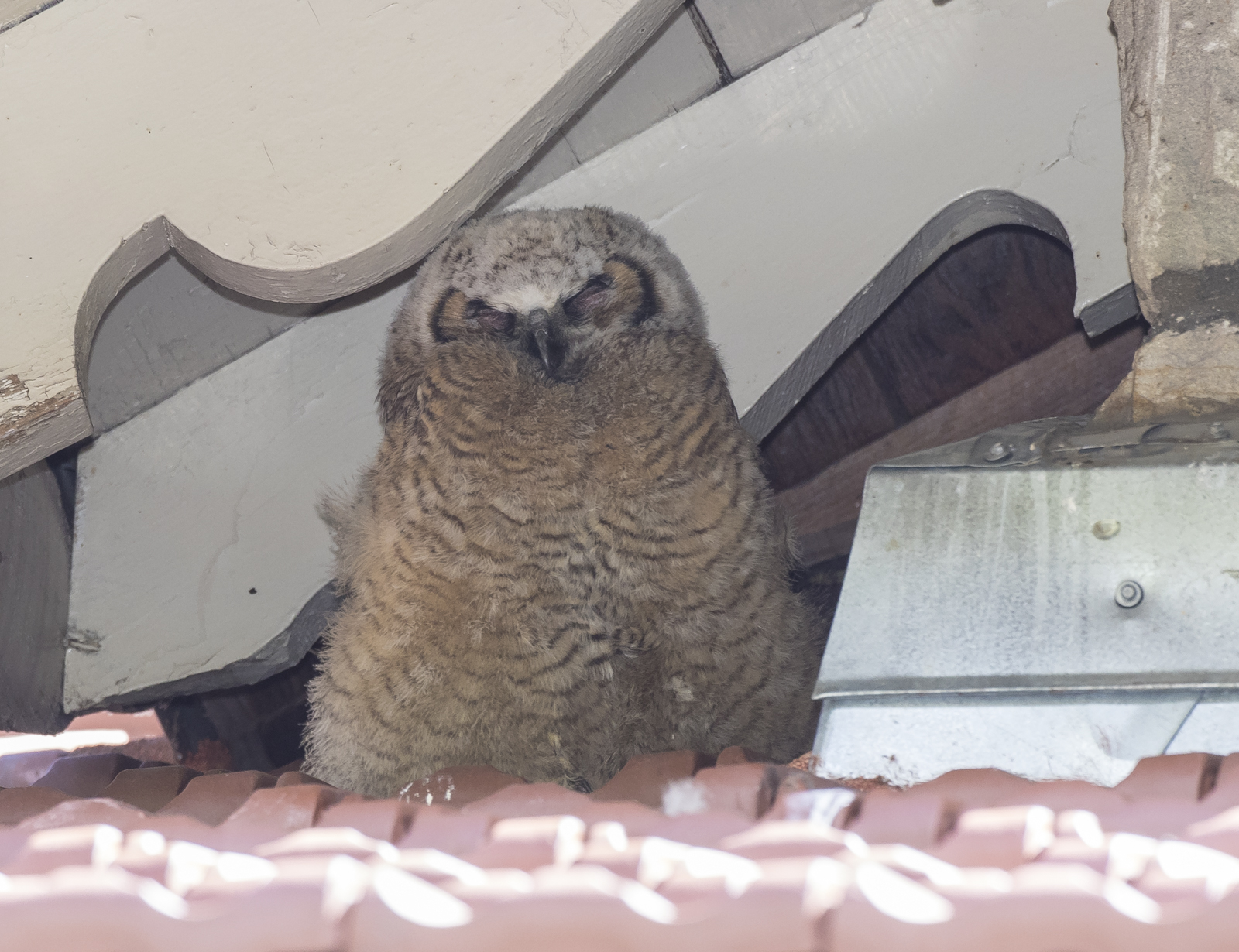 Great Horned Owl chick under eave