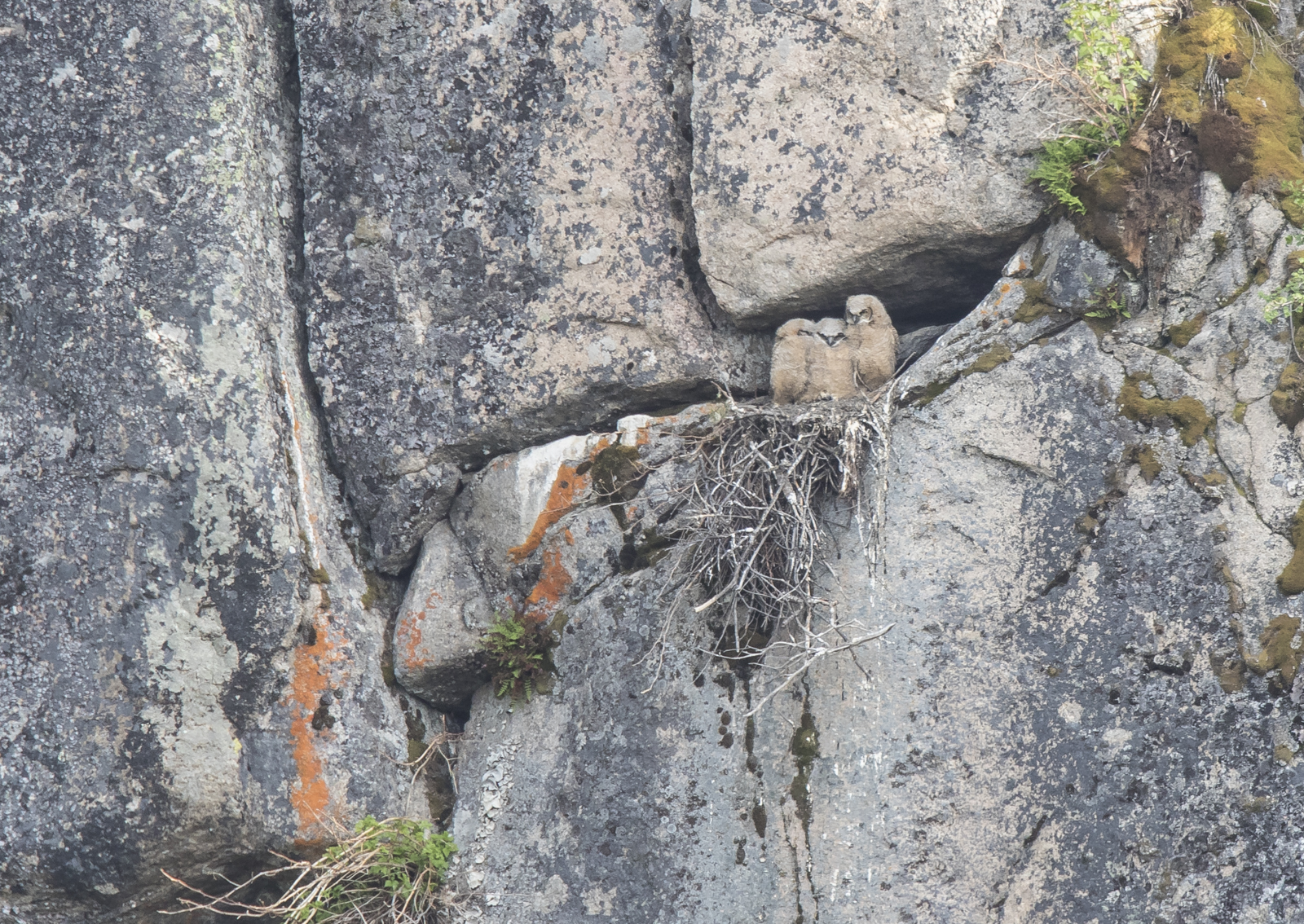 Great Horned Owl nest with three young