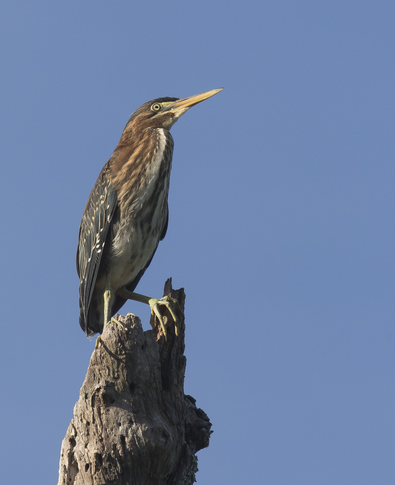 green heron