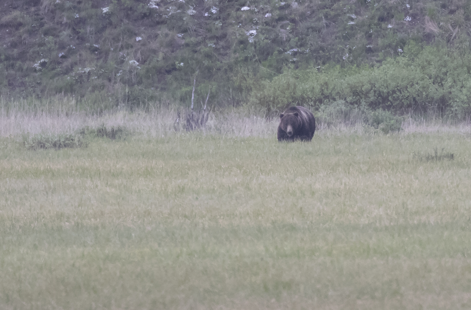 Grizzly in Round Prairie